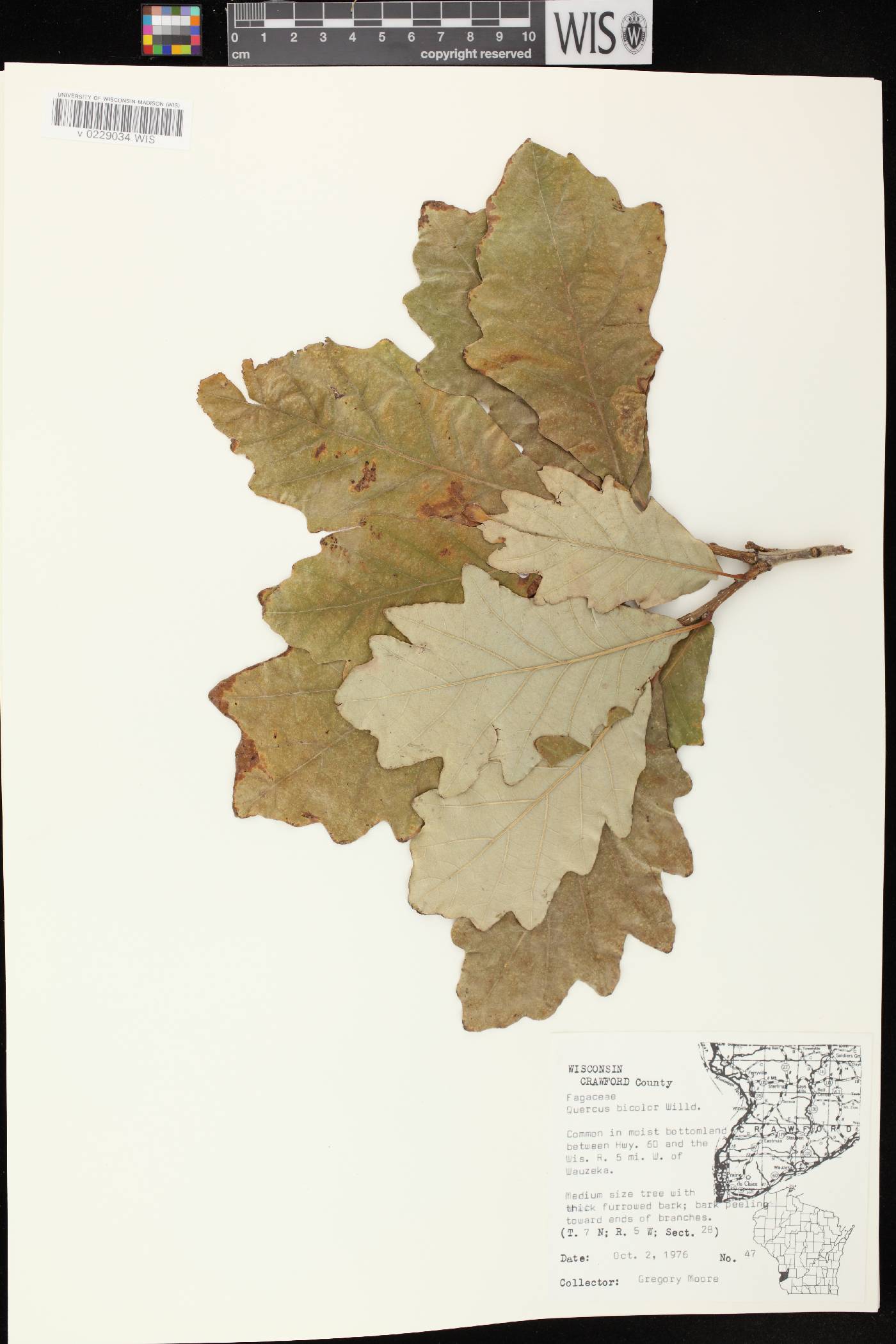 Quercus bicolor image