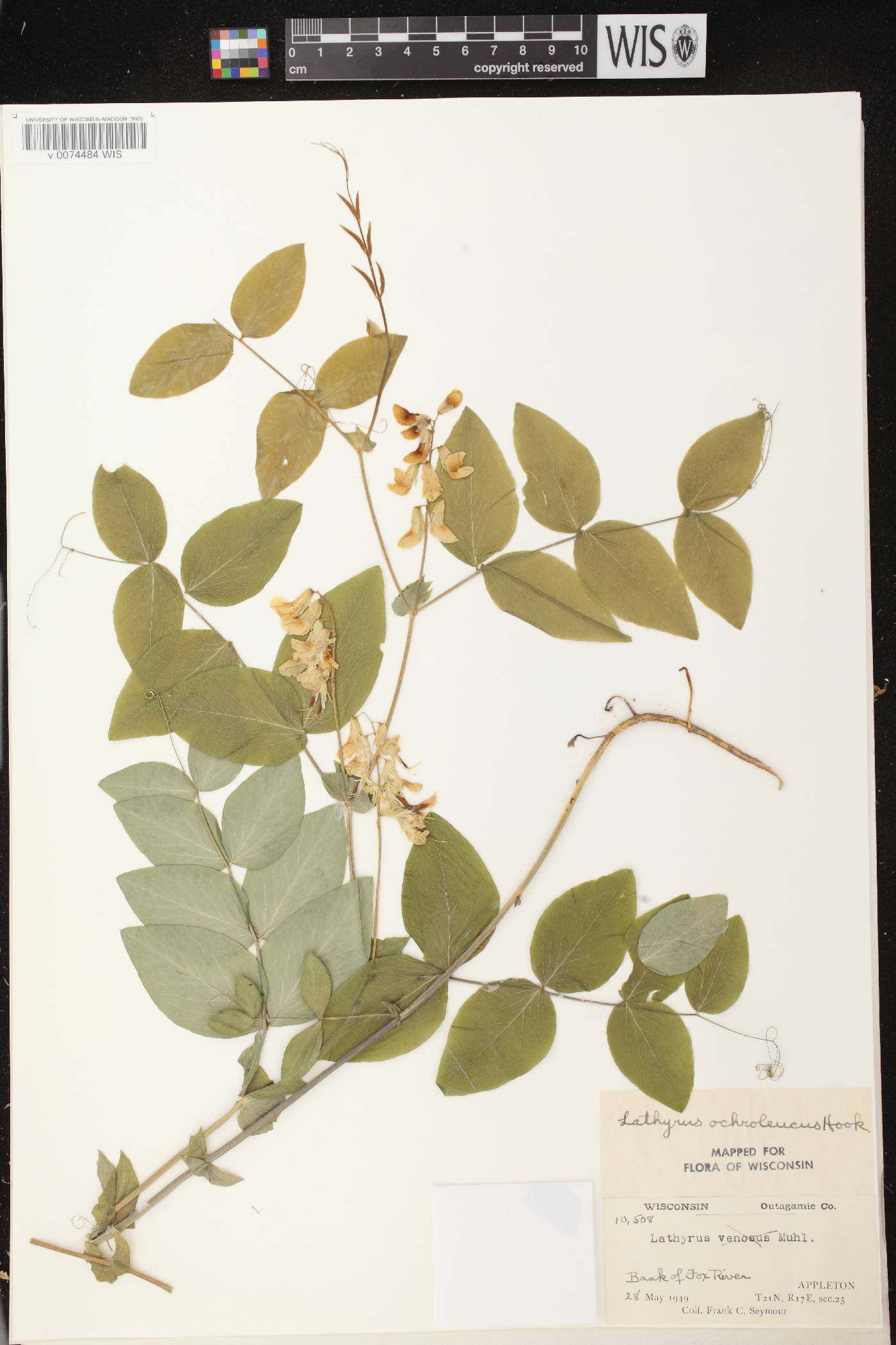 Lathyrus ochroleucus image