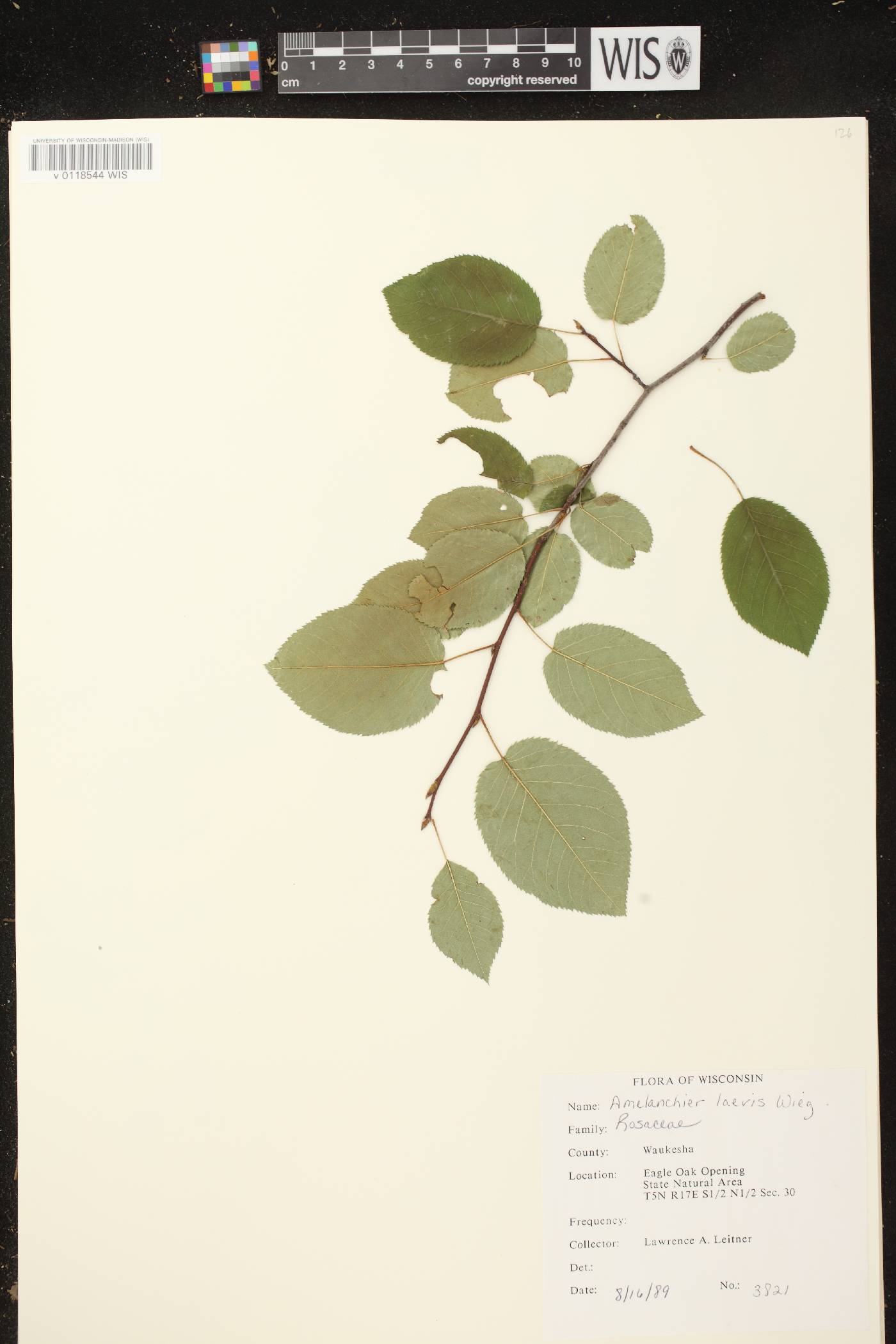Amelanchier laevis image
