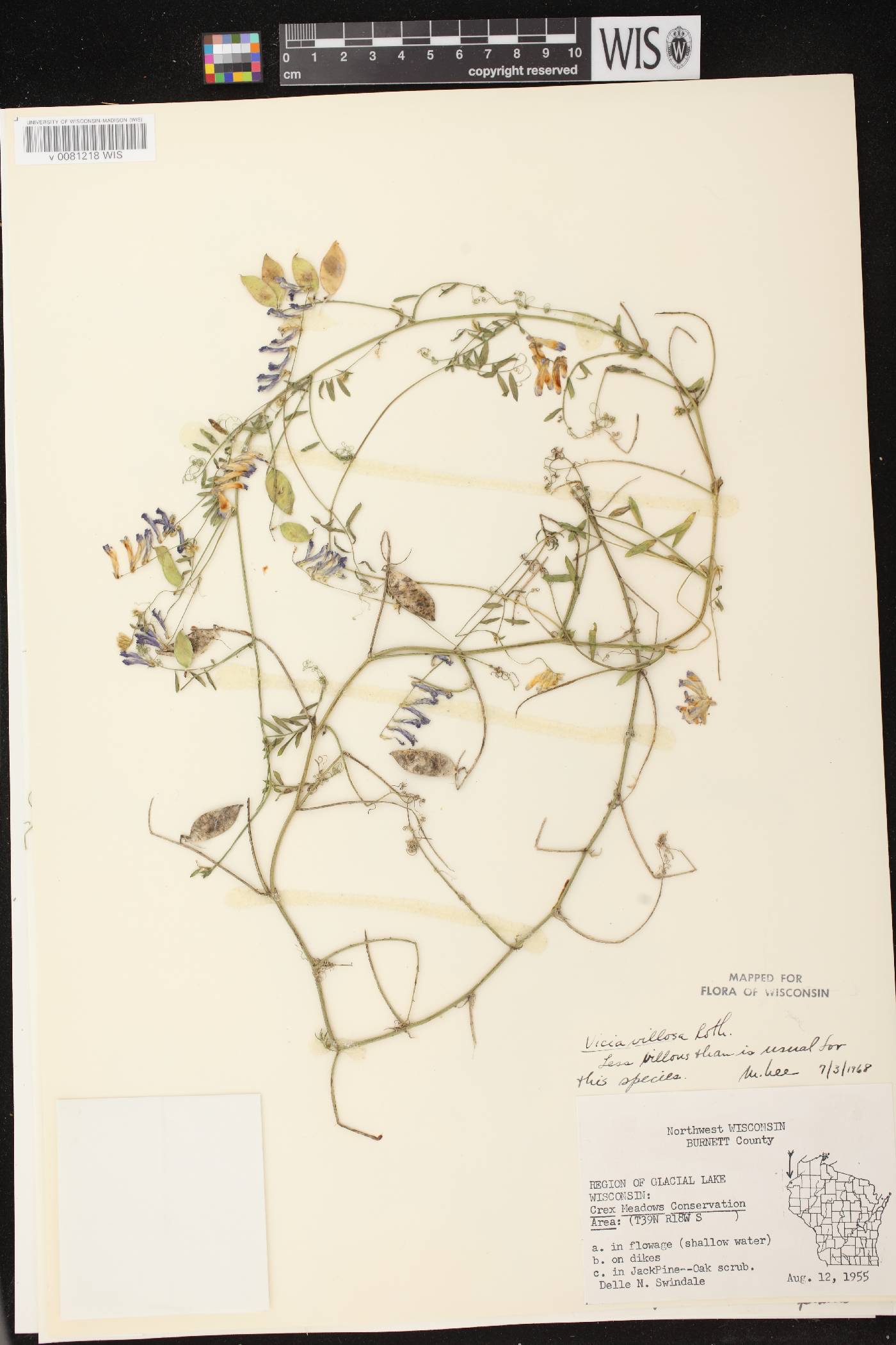 Vicia villosa image