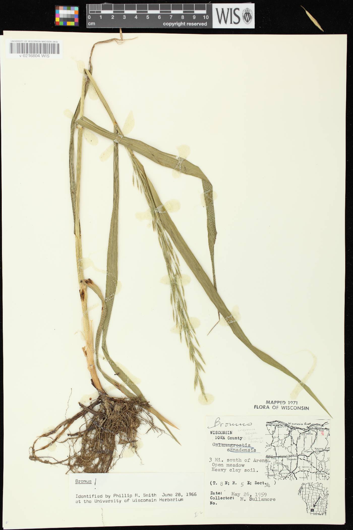 Bromus inermis image