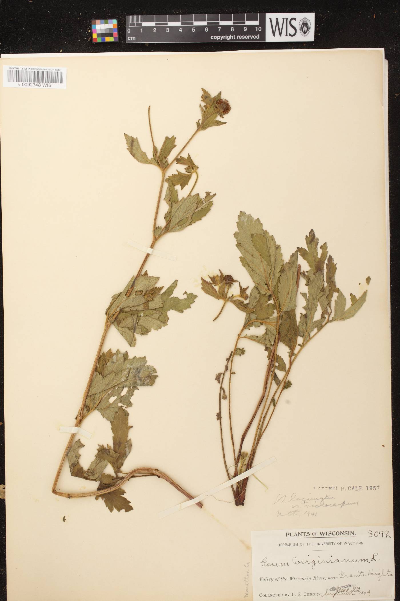 Geum laciniatum image