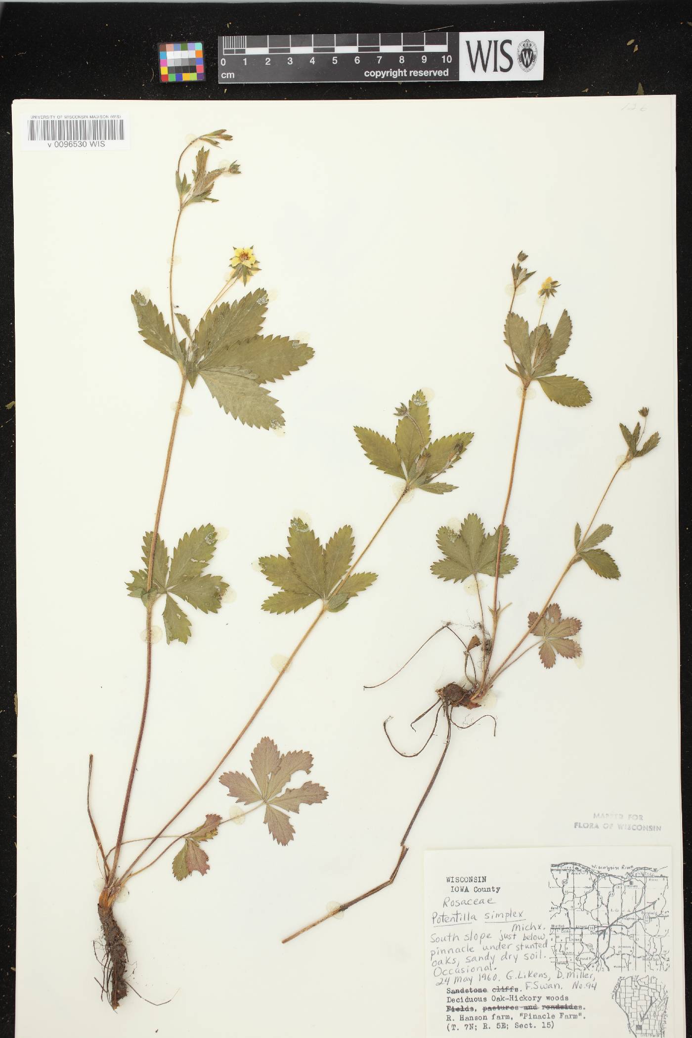 Potentilla simplex image