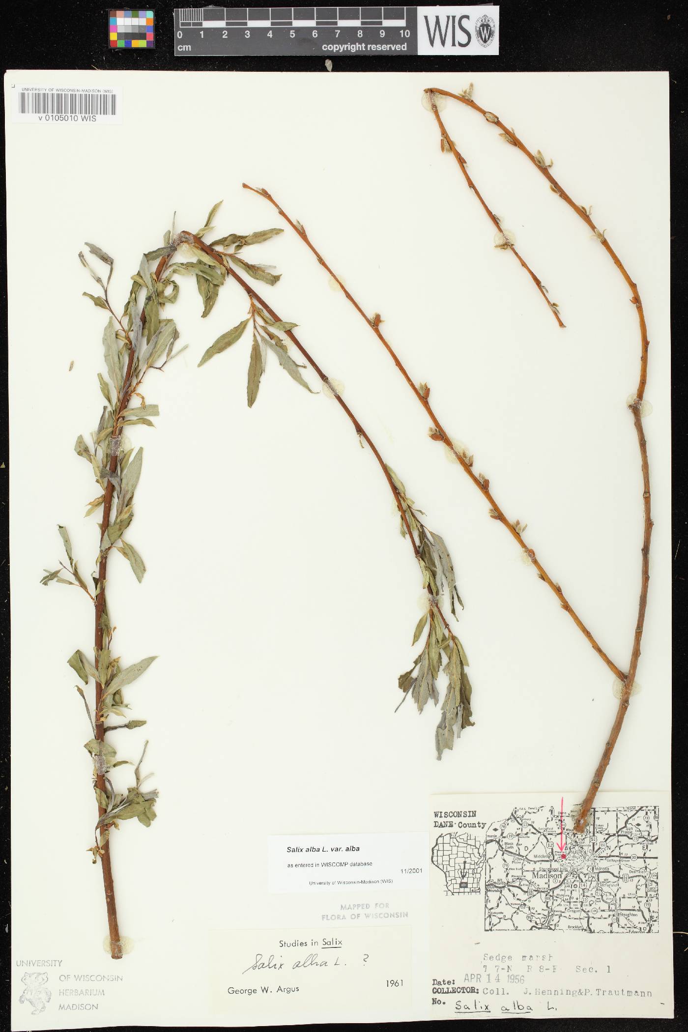 Salix alba image