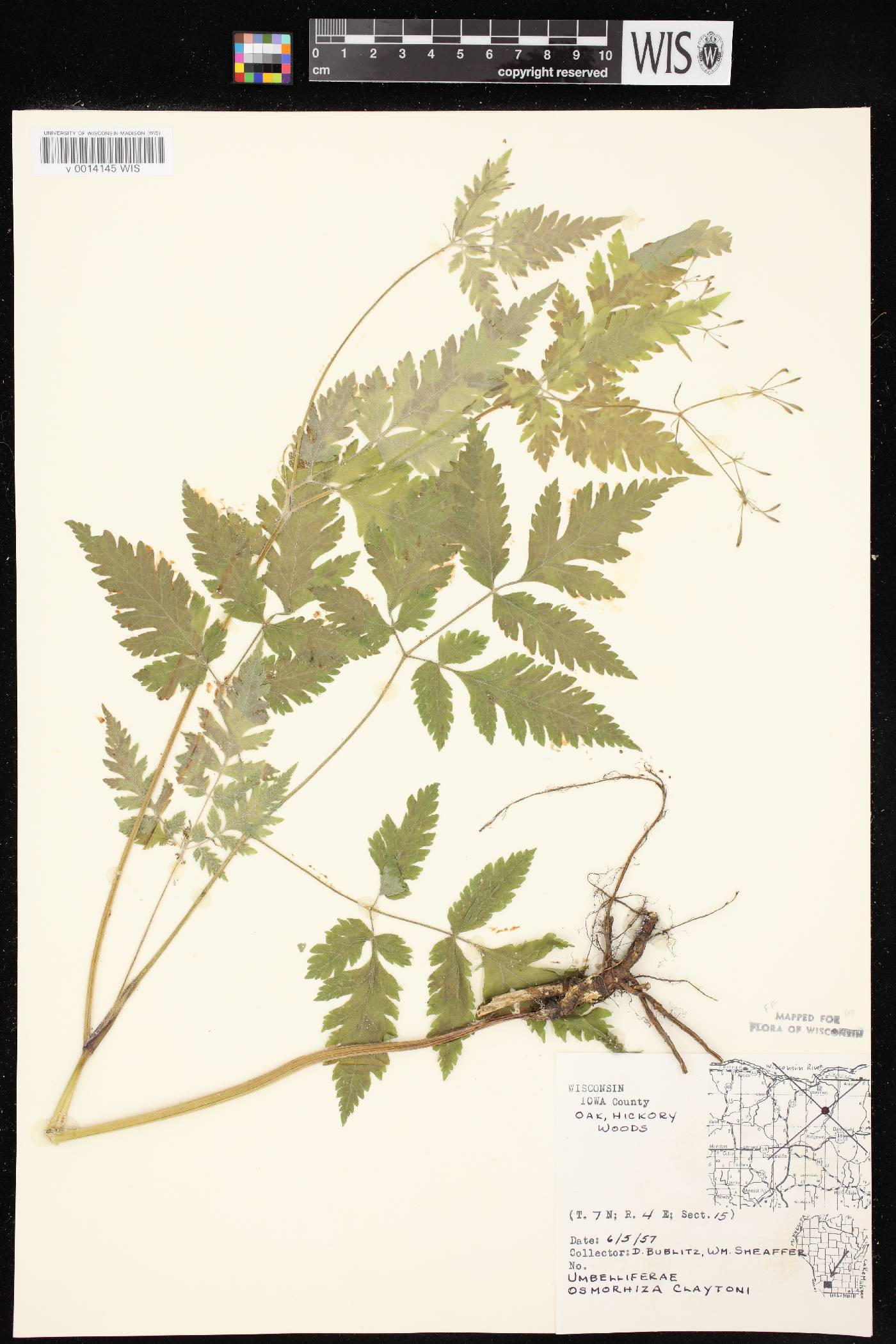 Osmorhiza claytonii image