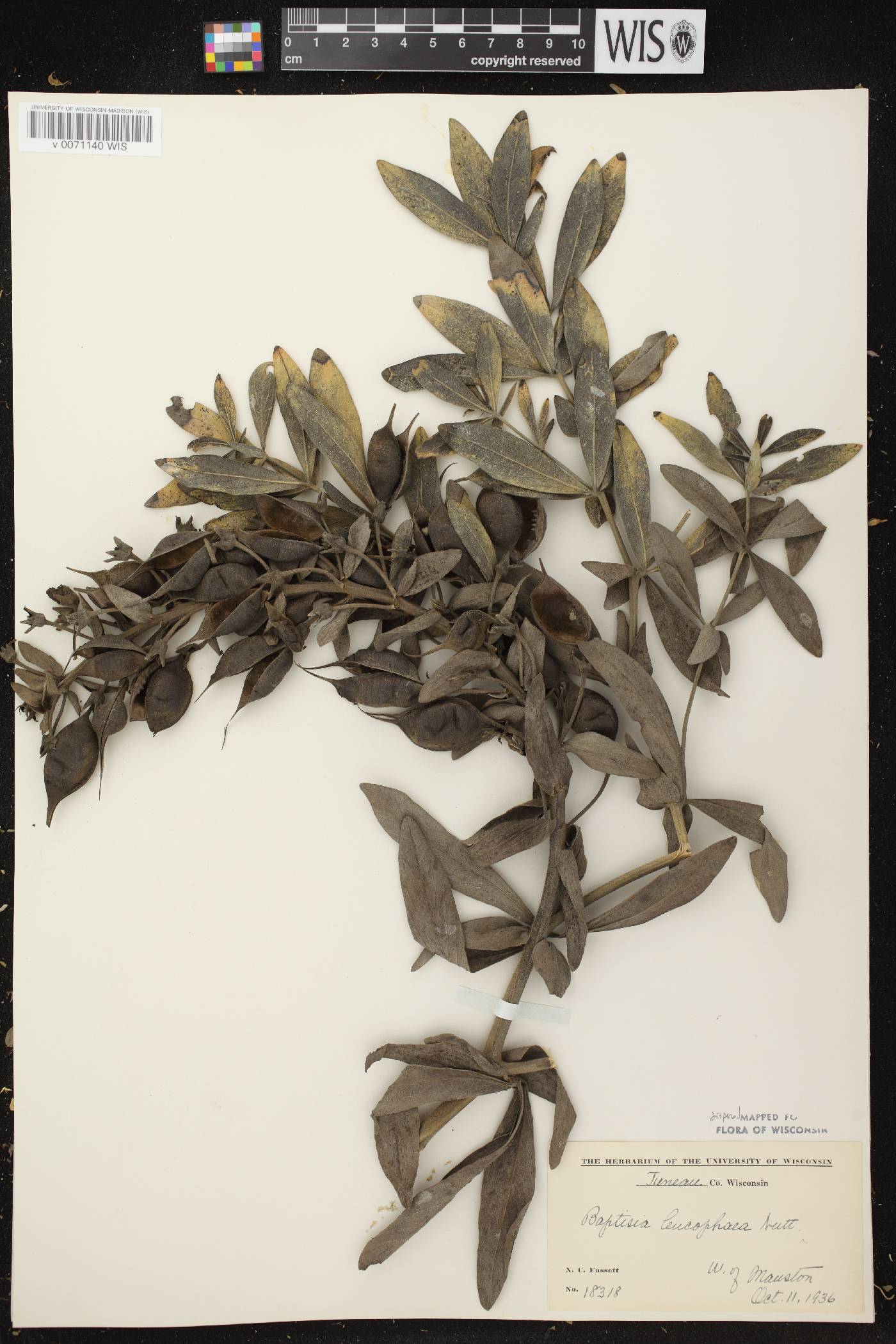 Baptisia leucophaea image