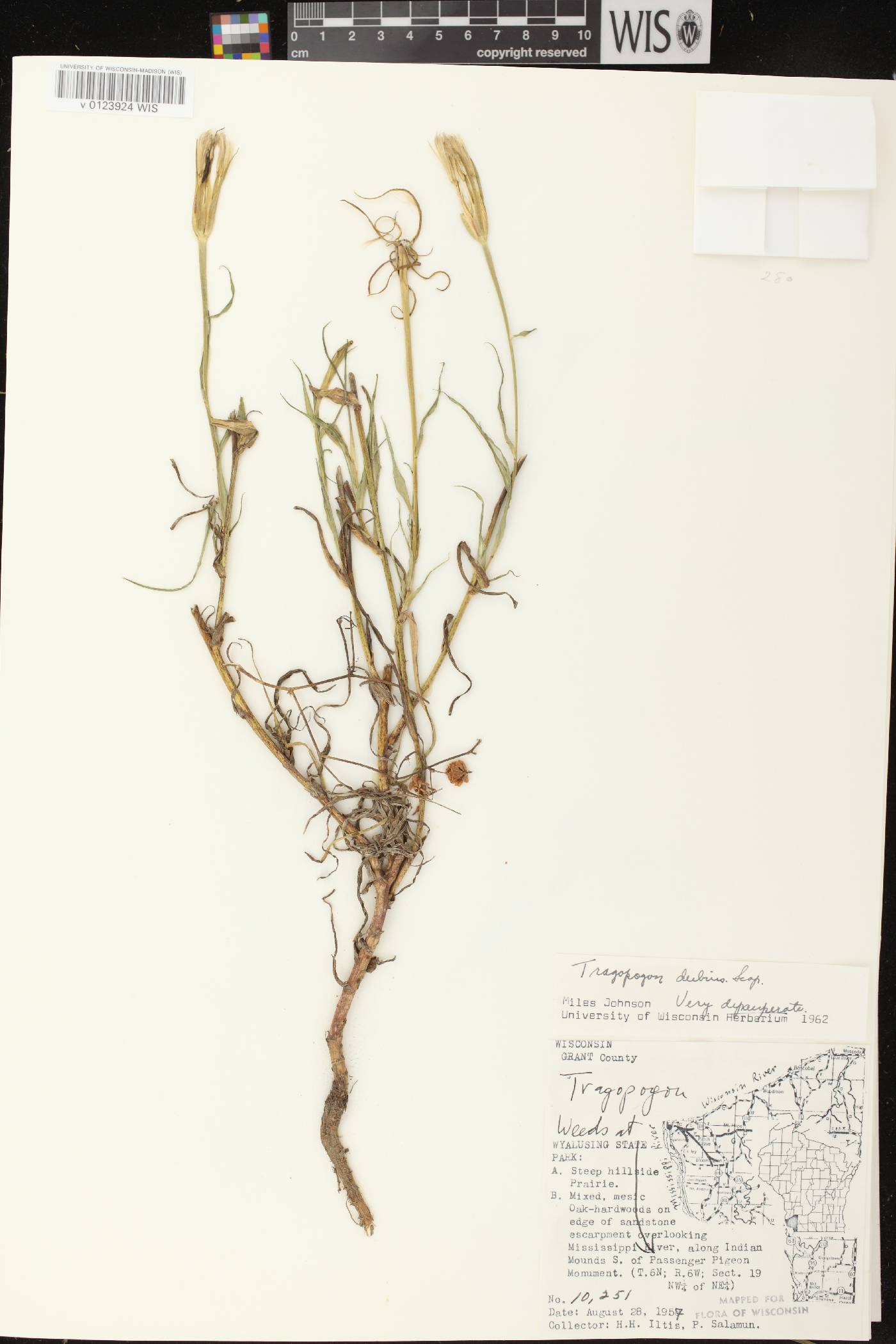 Tragopogon dubius image
