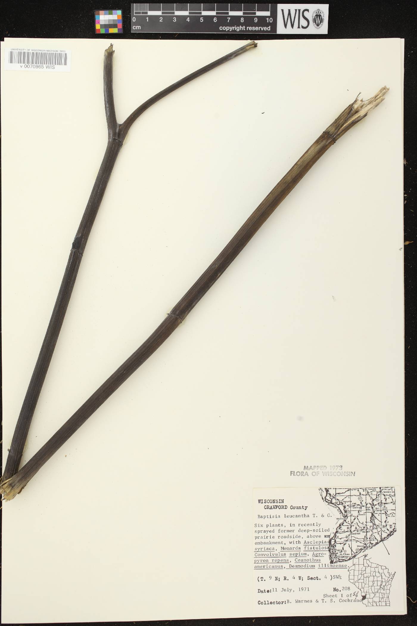 Baptisia lactea image