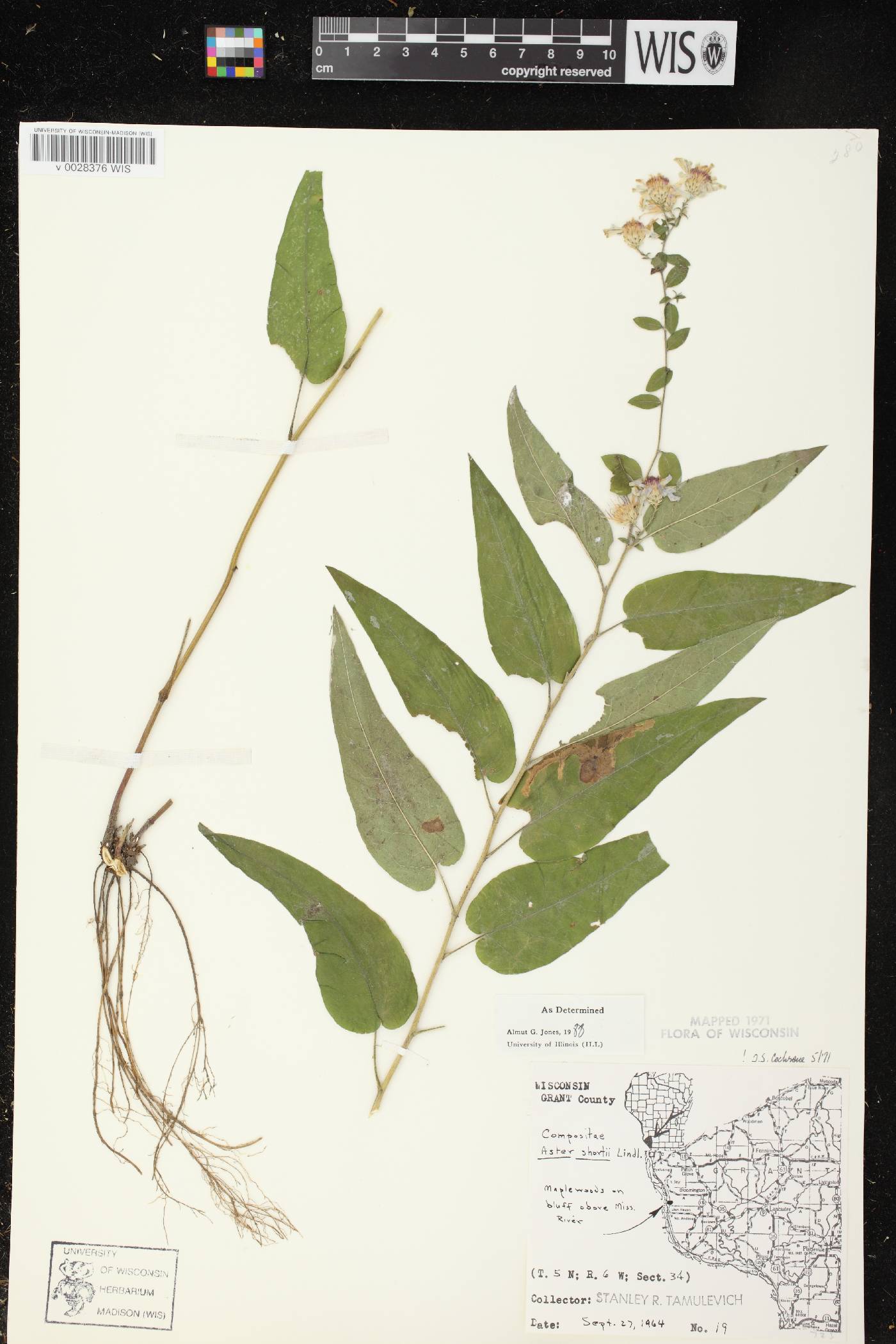 Symphyotrichum shortii image