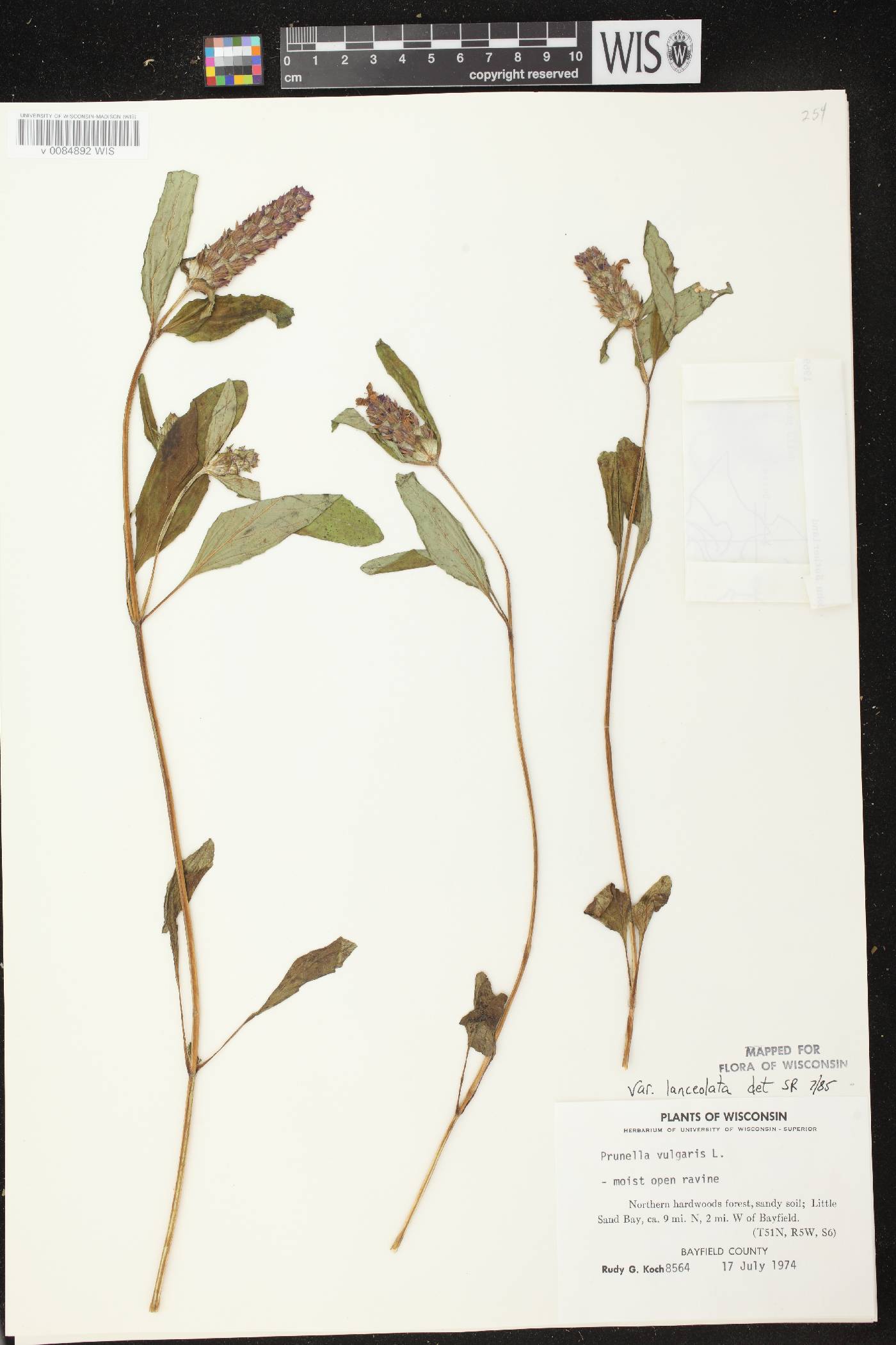 Prunella vulgaris image
