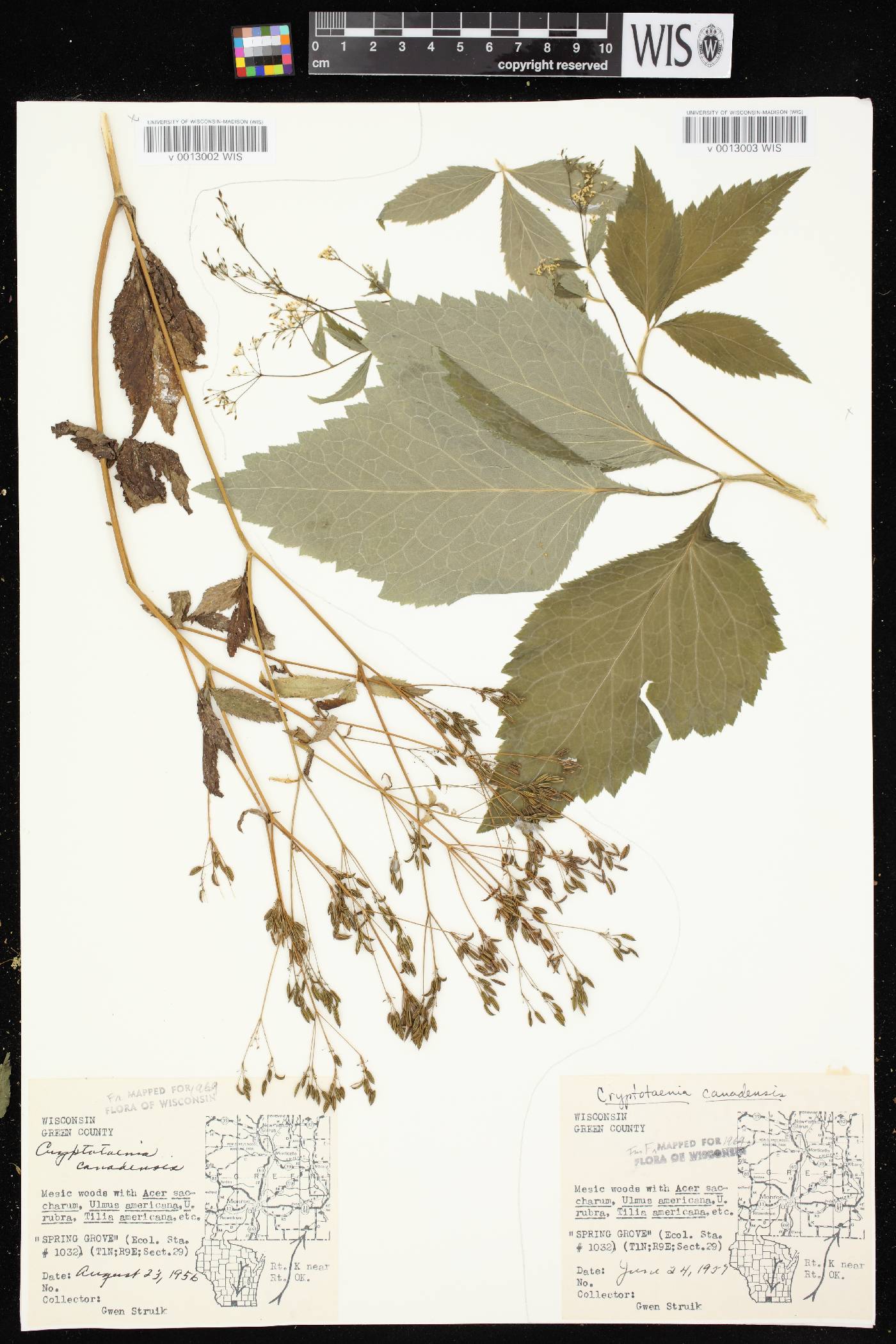 Cryptotaenia canadensis image