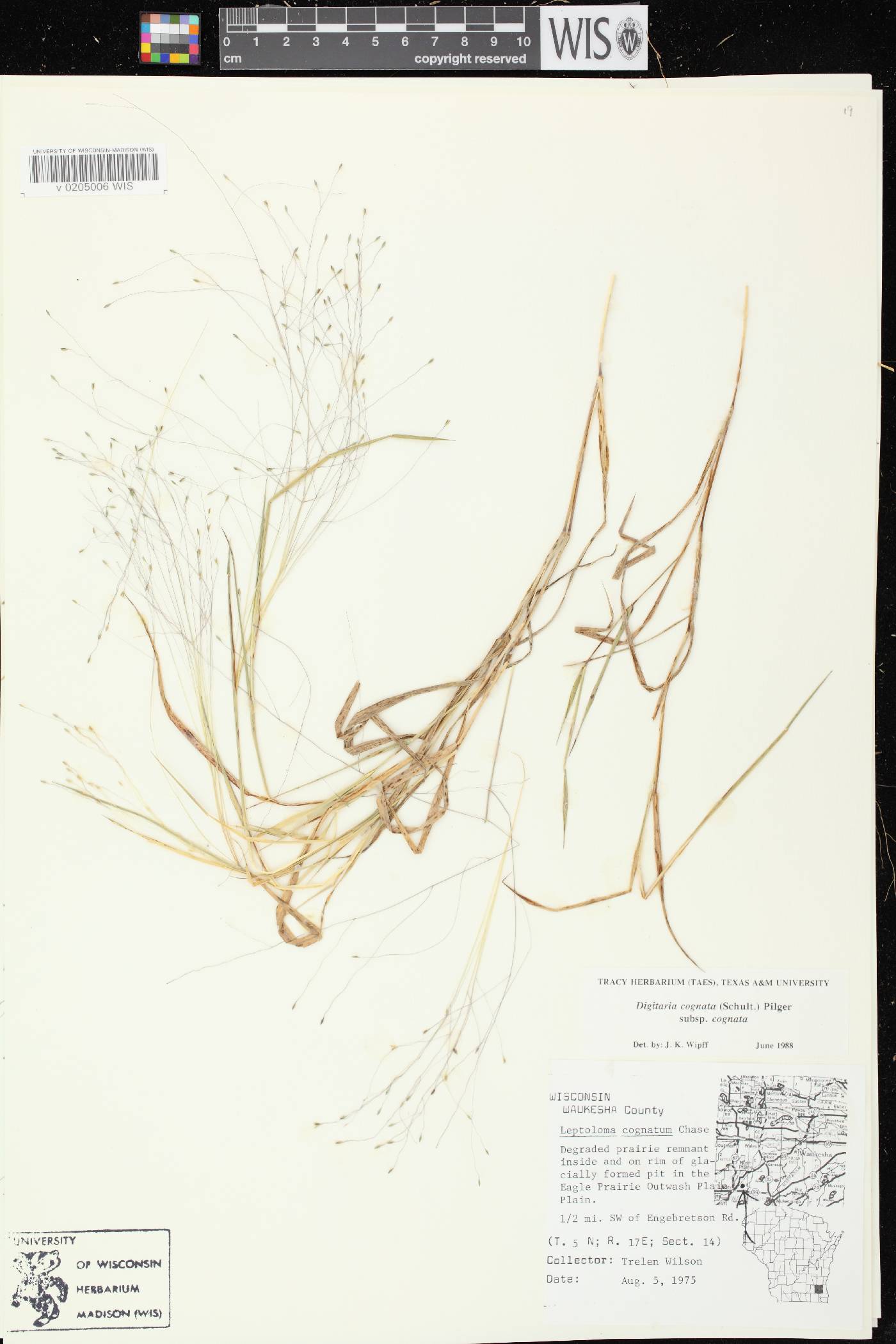 Digitaria cognata image