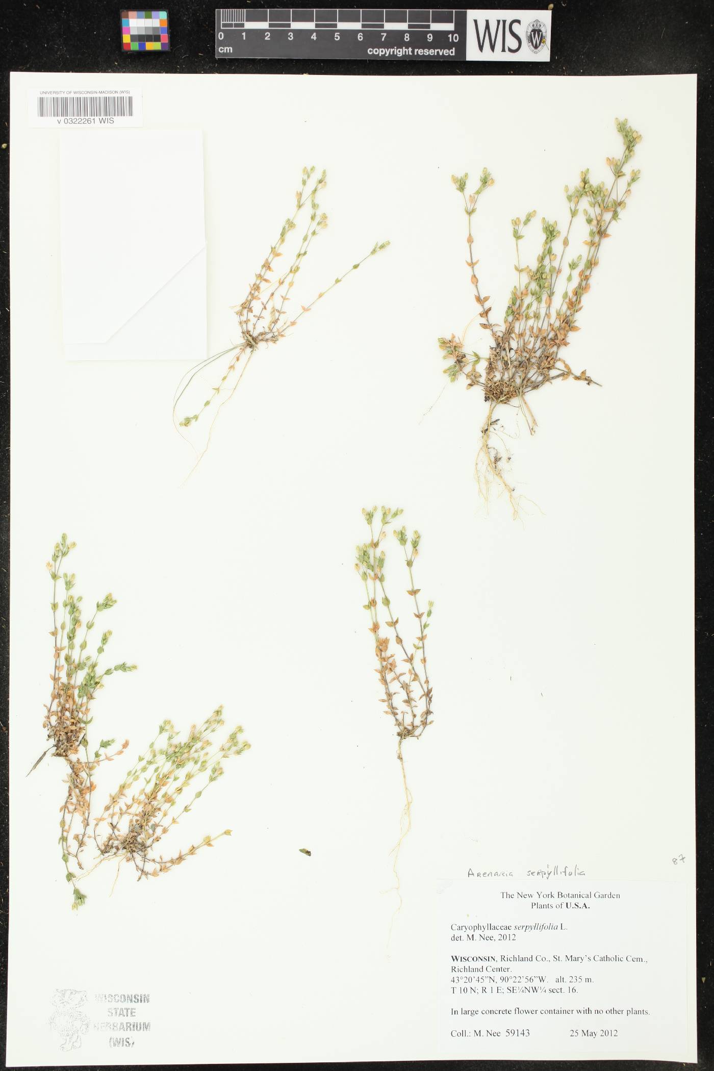 Arenaria serpyllifolia image