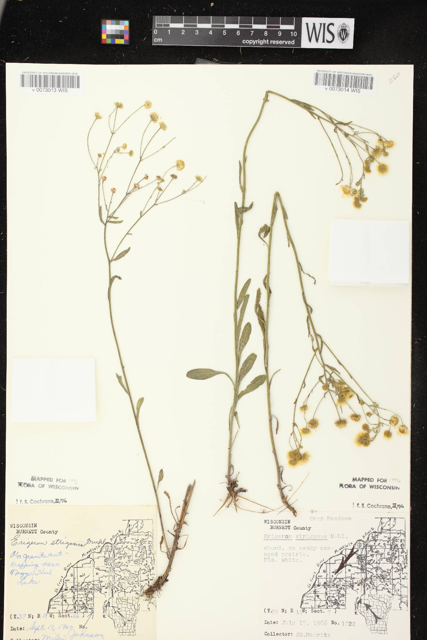 Erigeron strigosus image