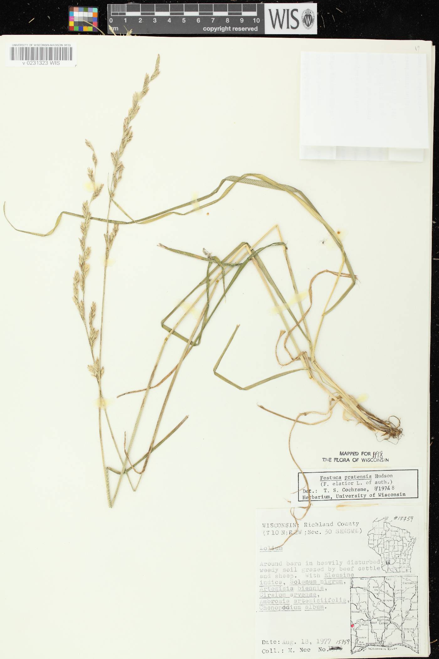 Lolium pratense image