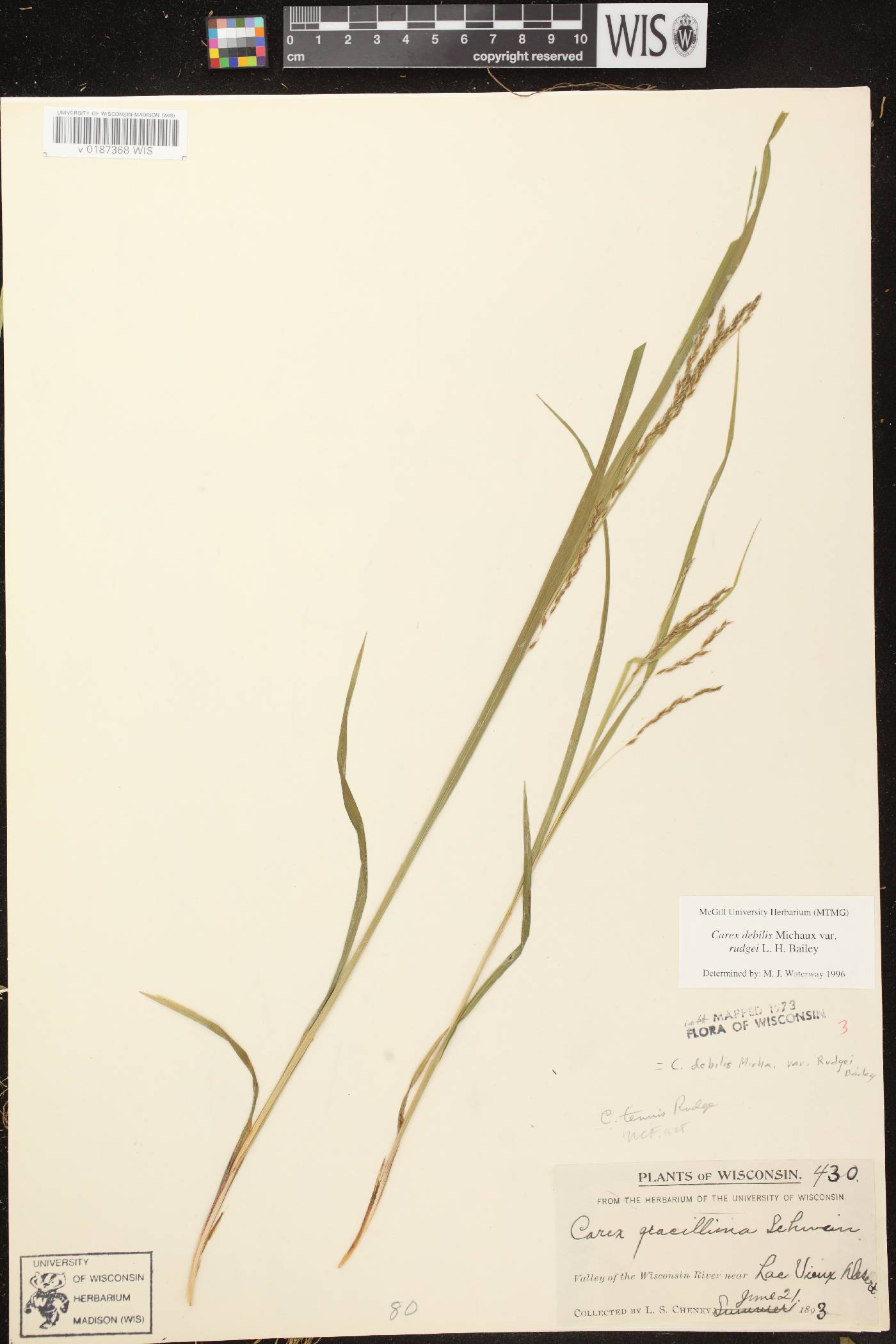 Carex debilis var. rudgei image