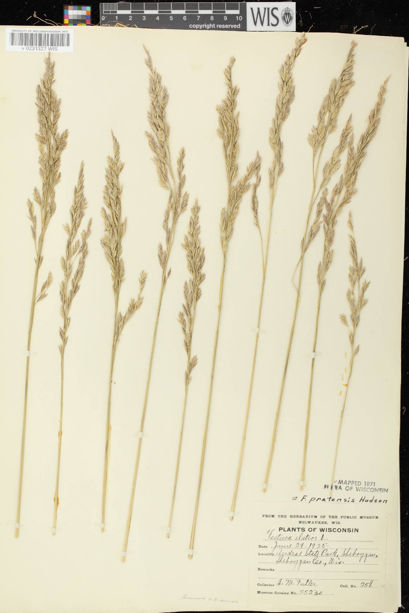 Lolium pratense image