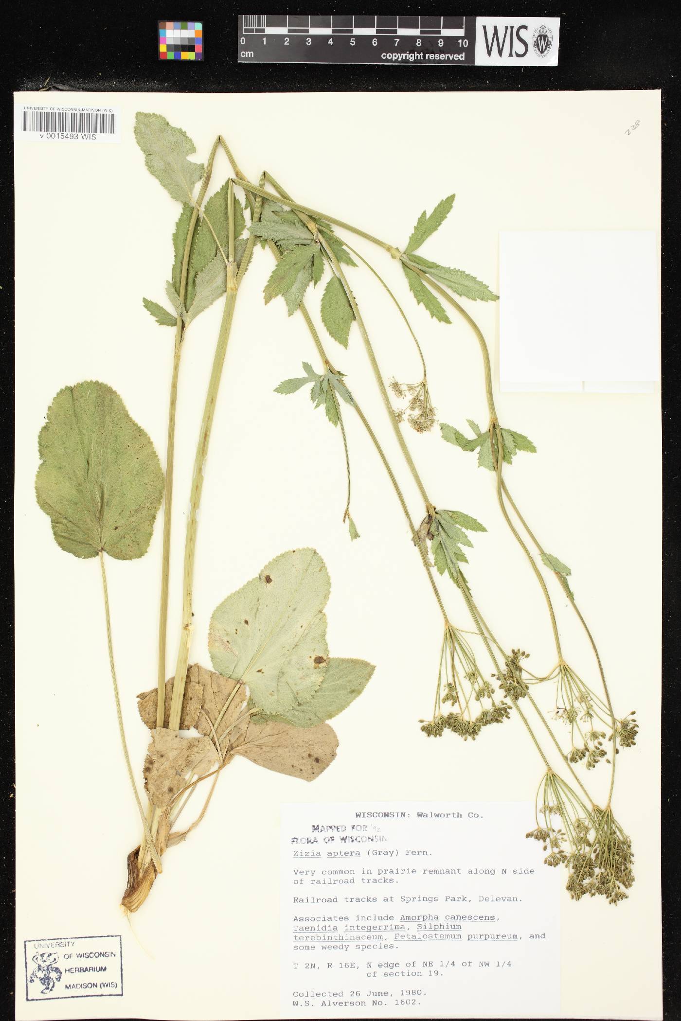 Zizia aptera image
