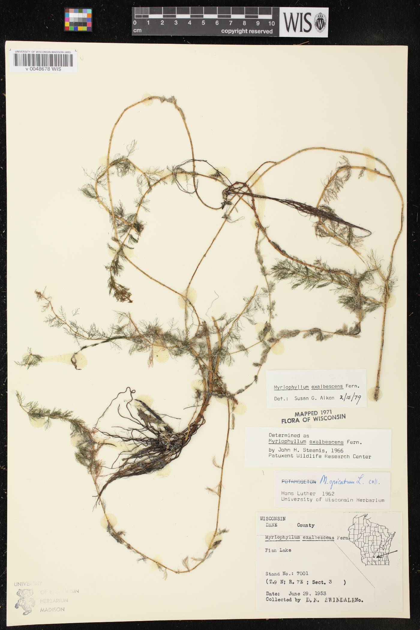 Myriophyllum sibiricum image