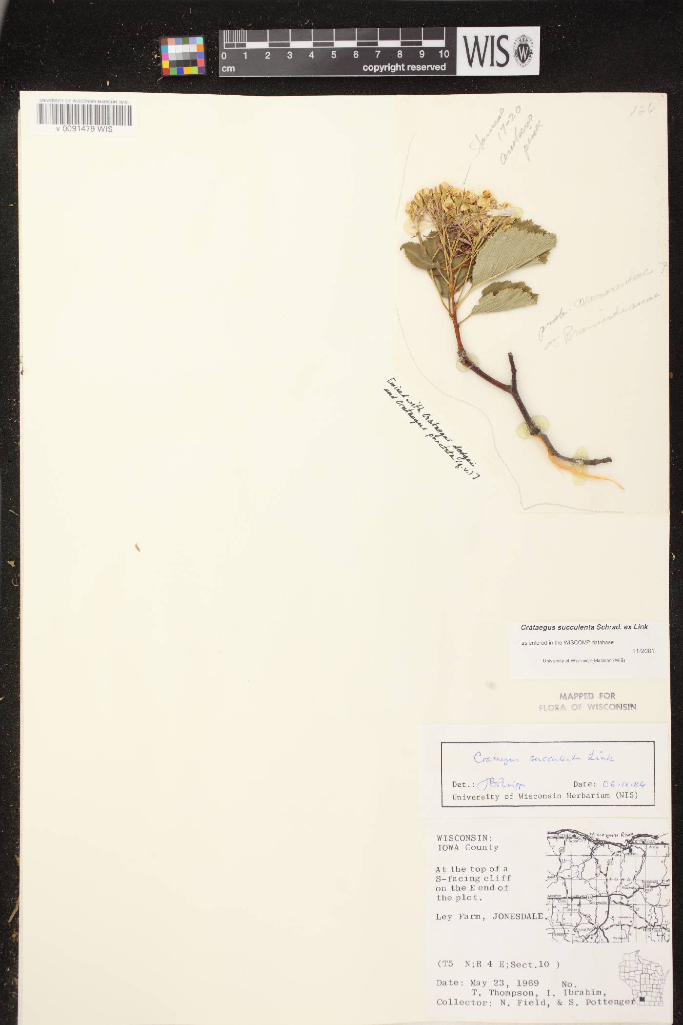 Crataegus succulenta image