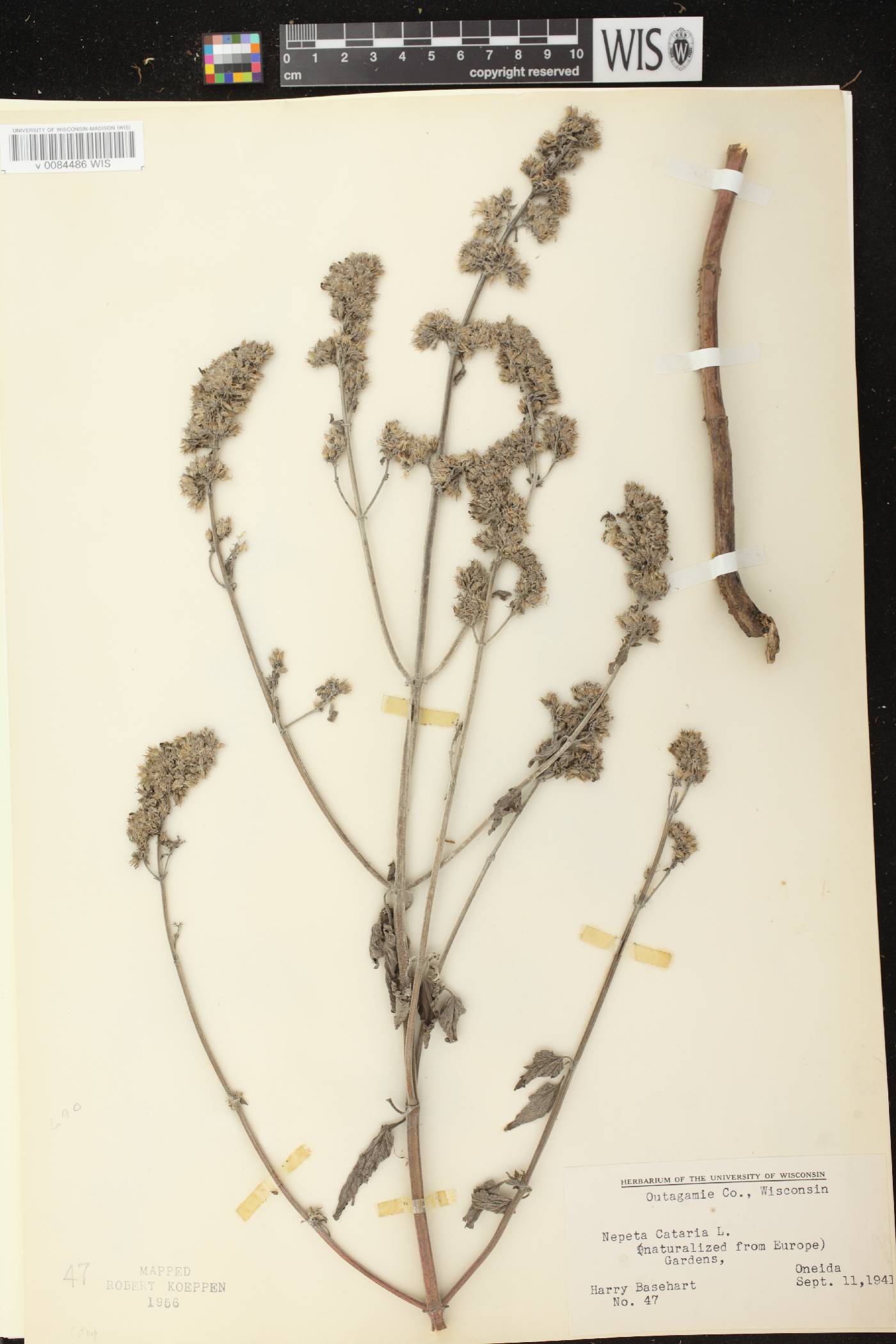 Nepeta cataria image
