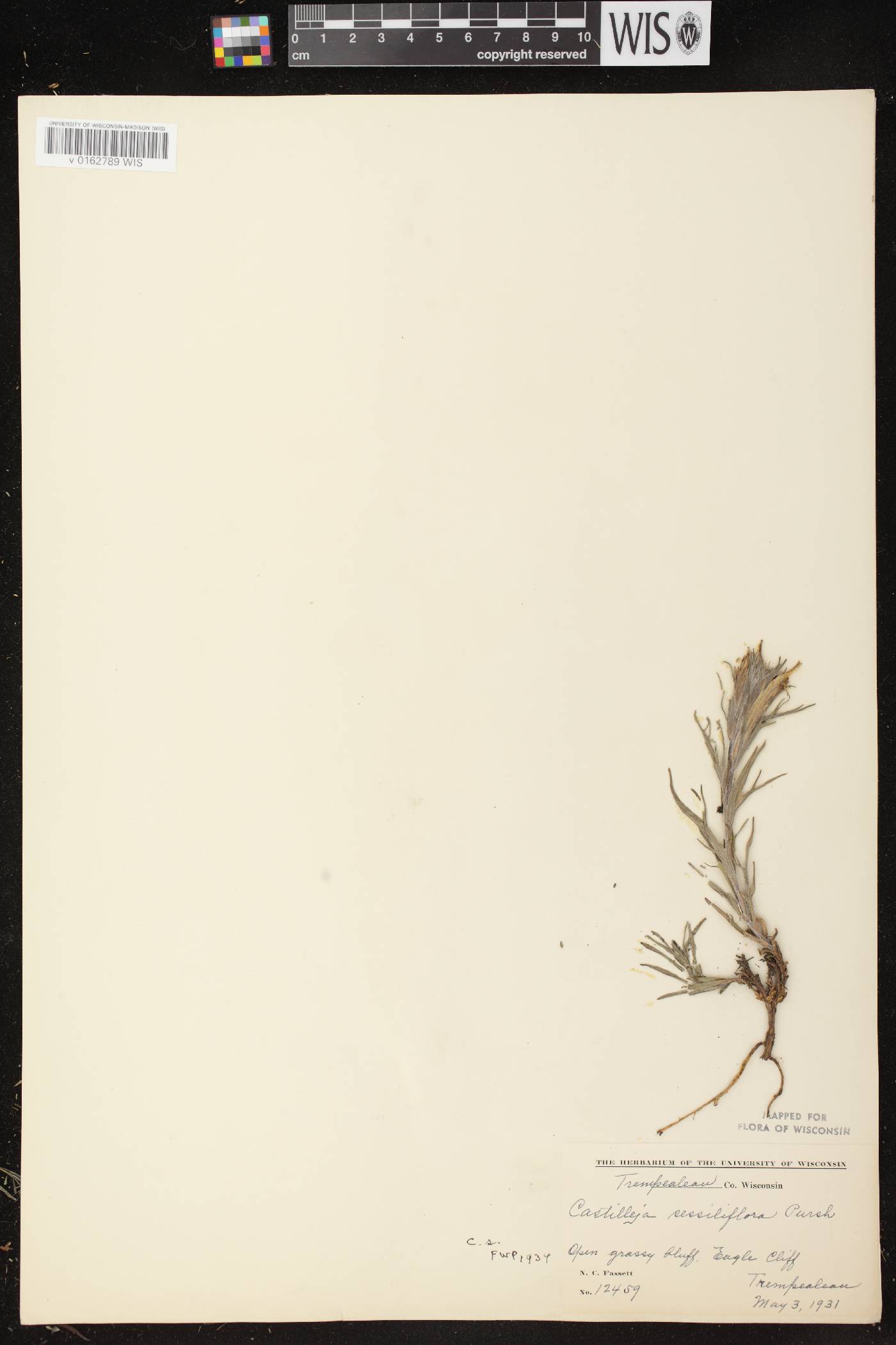 Castilleja sessiliflora image