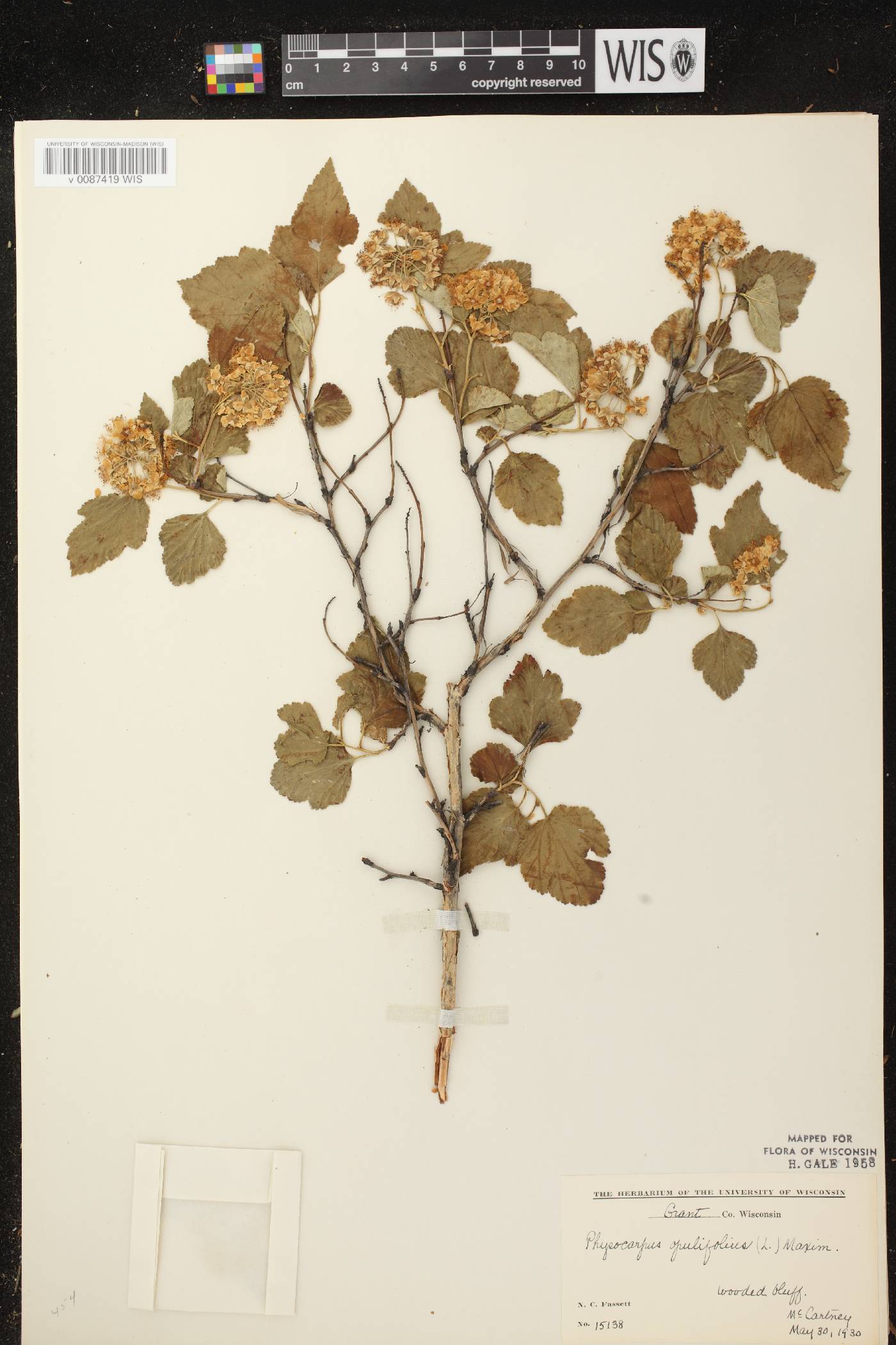 Physocarpus opulifolius image