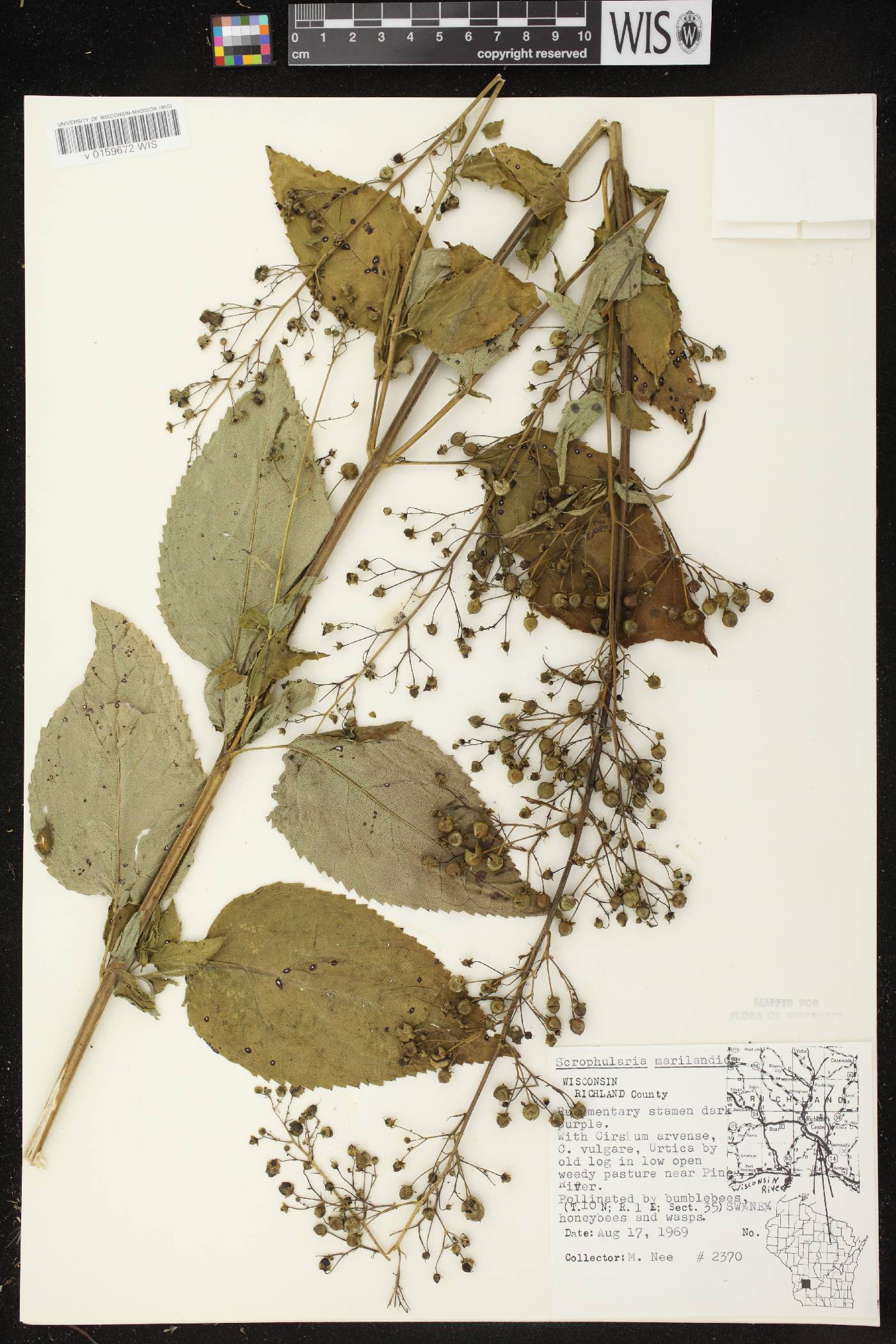 Scrophularia marilandica image
