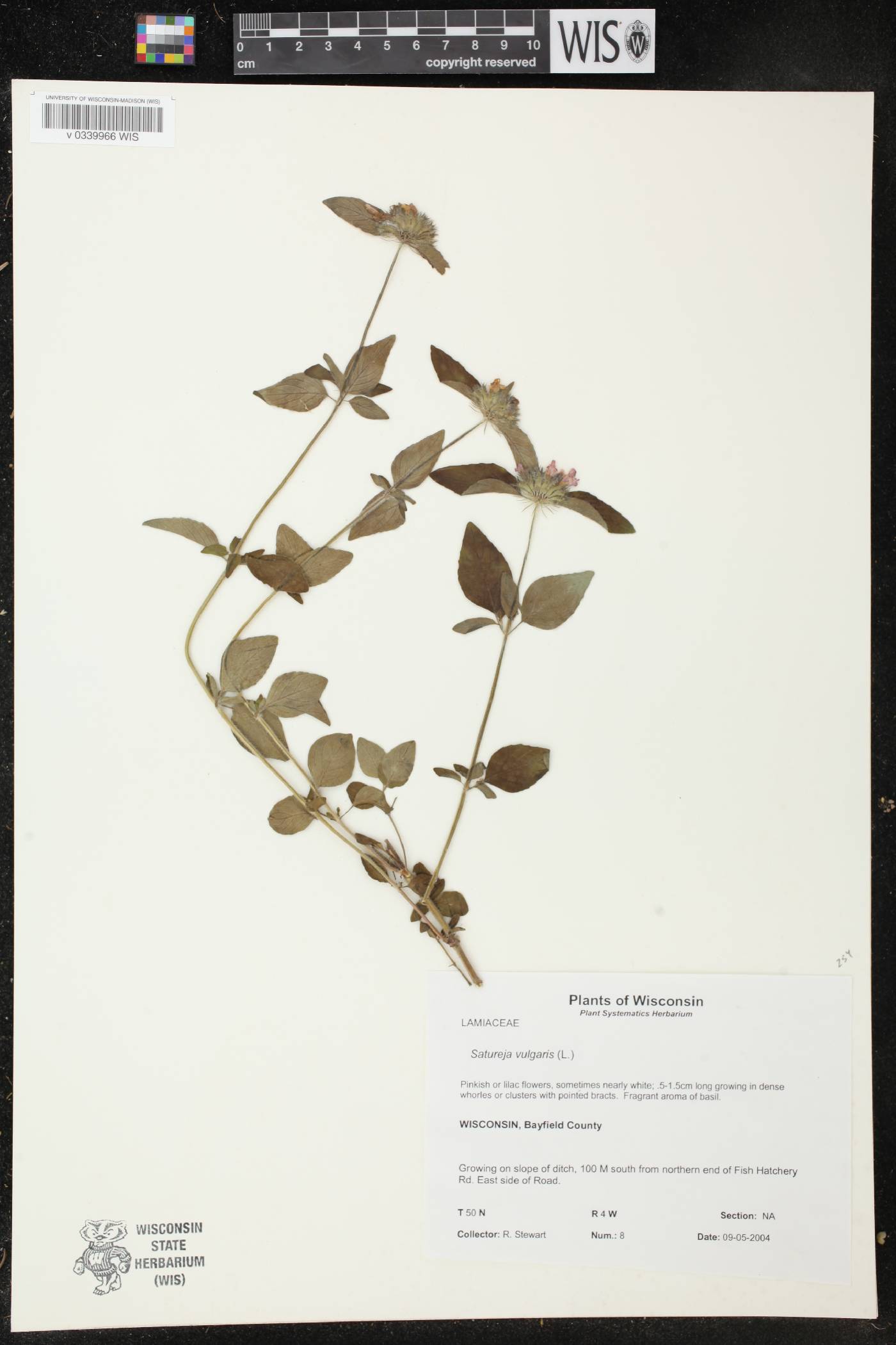 Clinopodium vulgare image