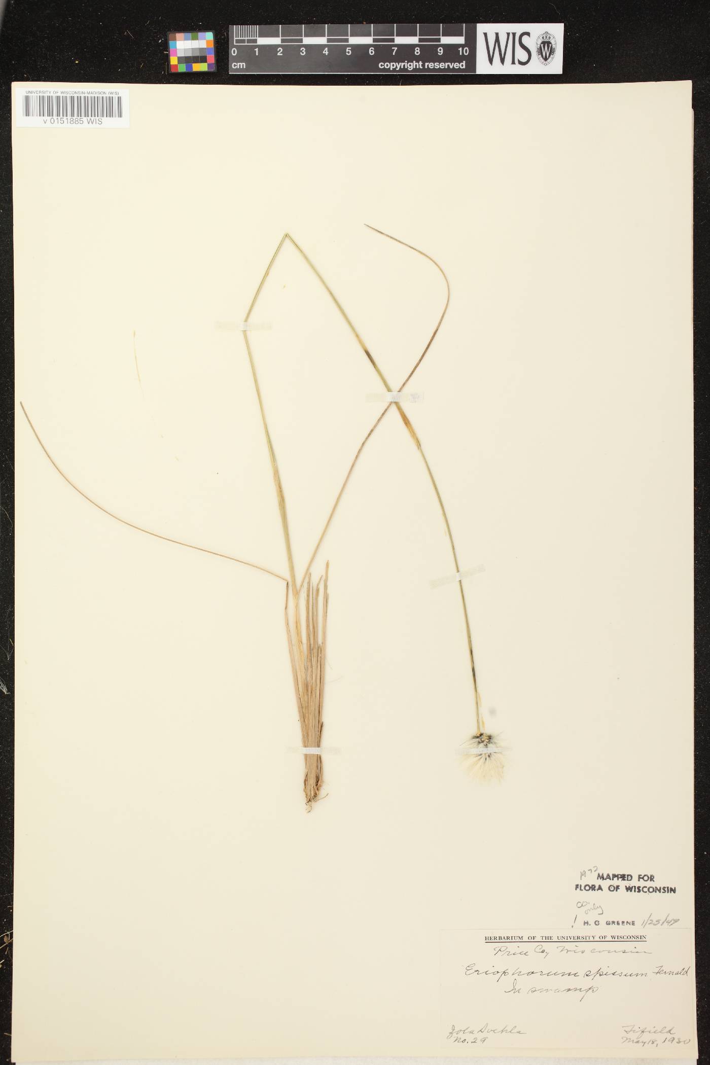 Eriophorum vaginatum image