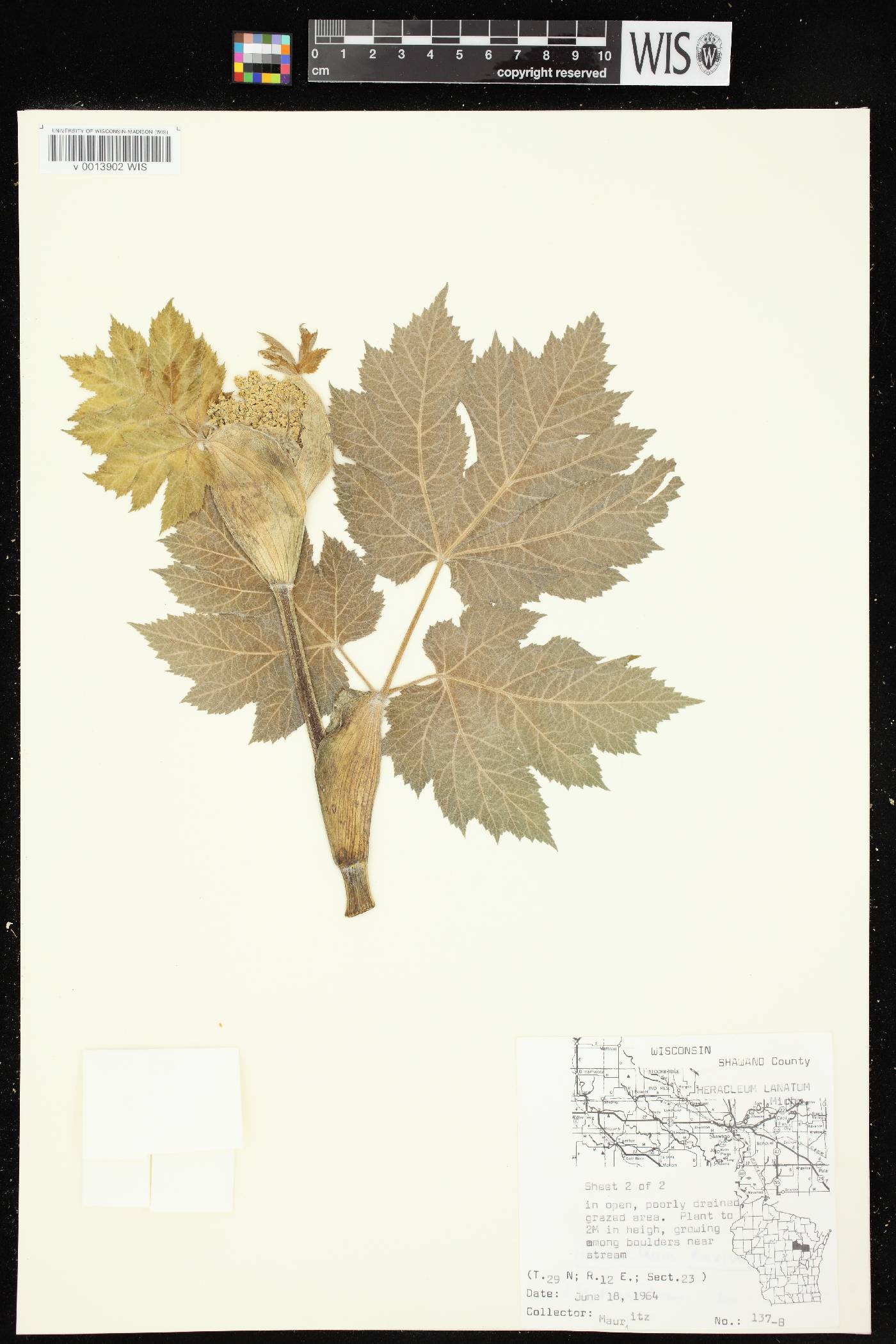 Heracleum maximum image