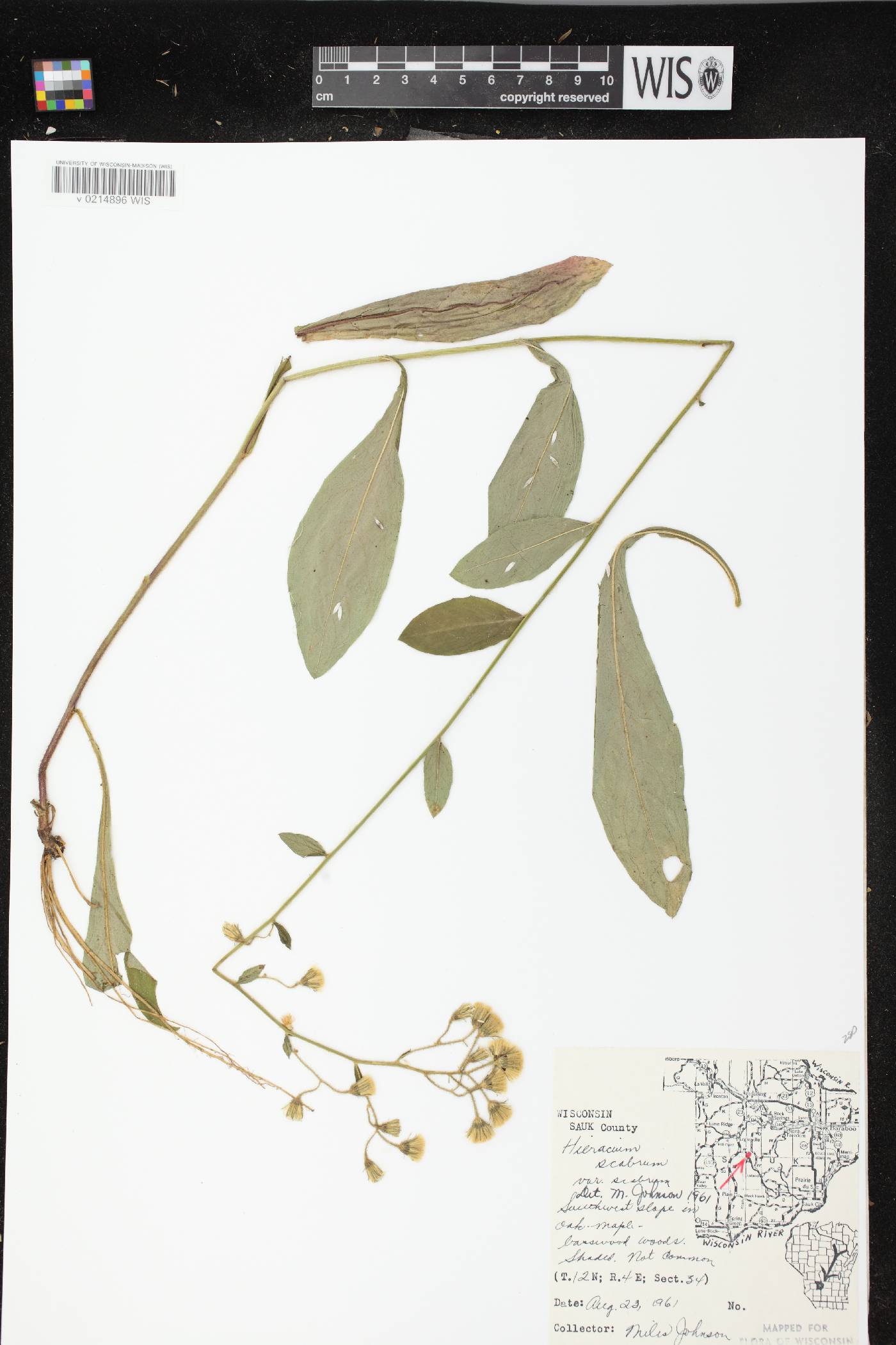 Hieracium scabrum image