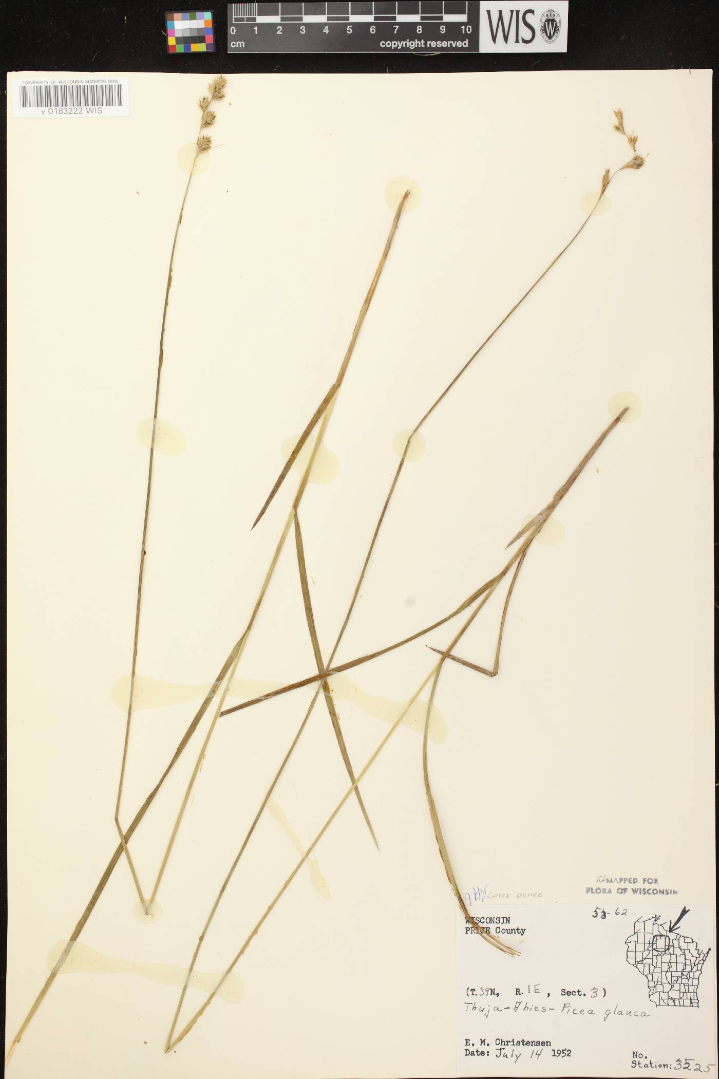 Carex foenea image