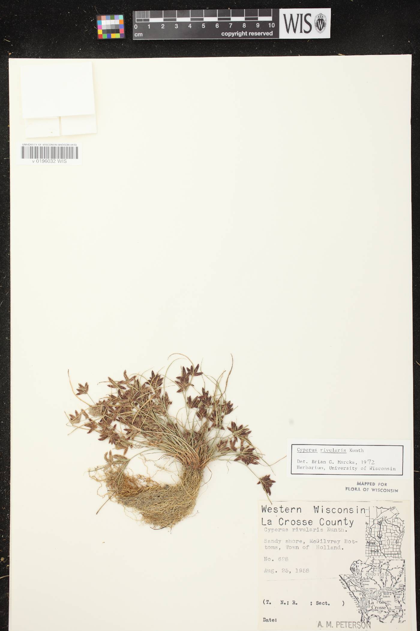 Cyperus bipartitus image