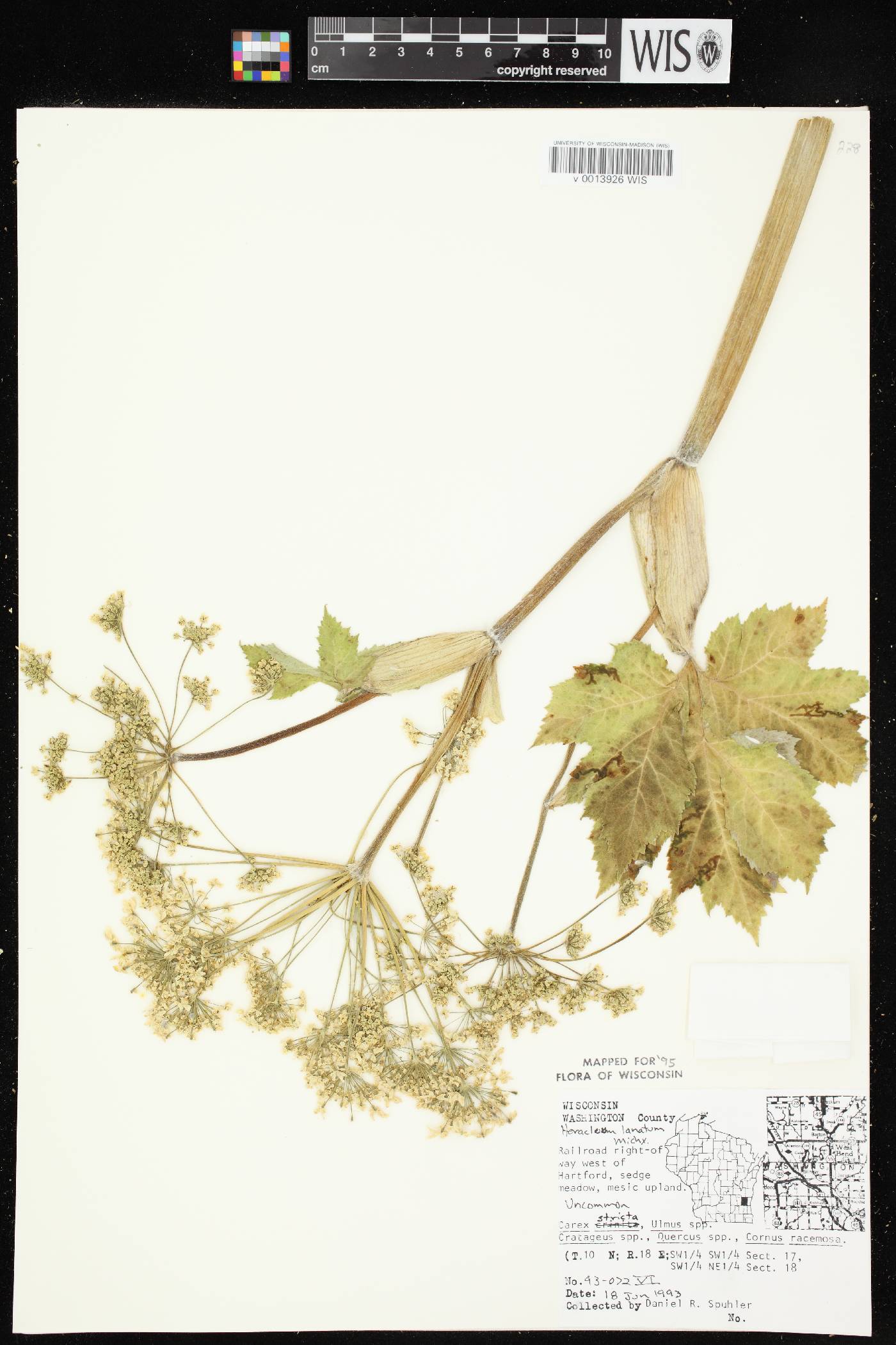 Heracleum maximum image