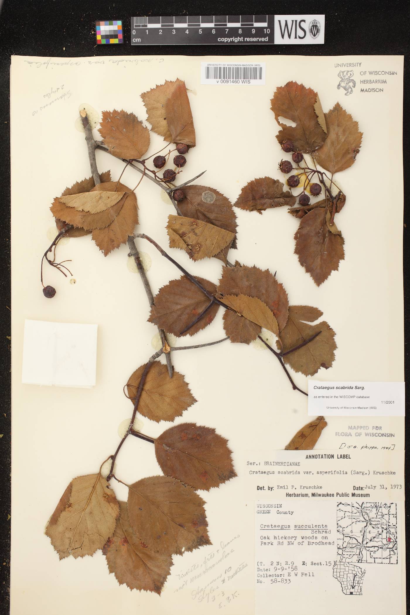 Crataegus scabrida image