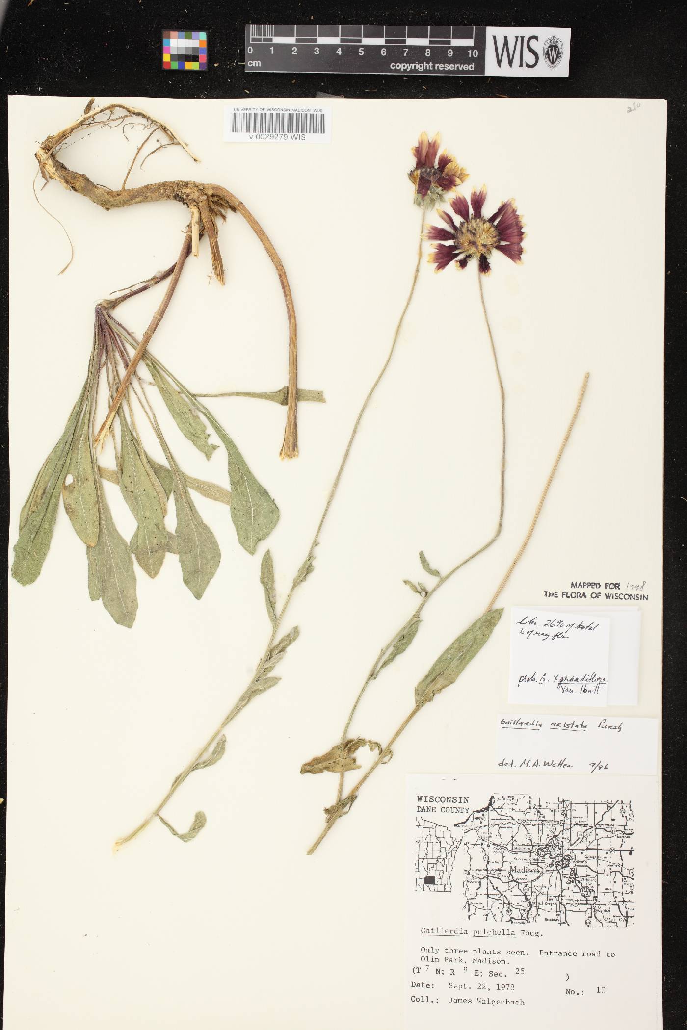 Gaillardia aristata image