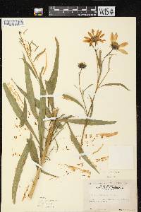 Image of Helianthus x kellermani
