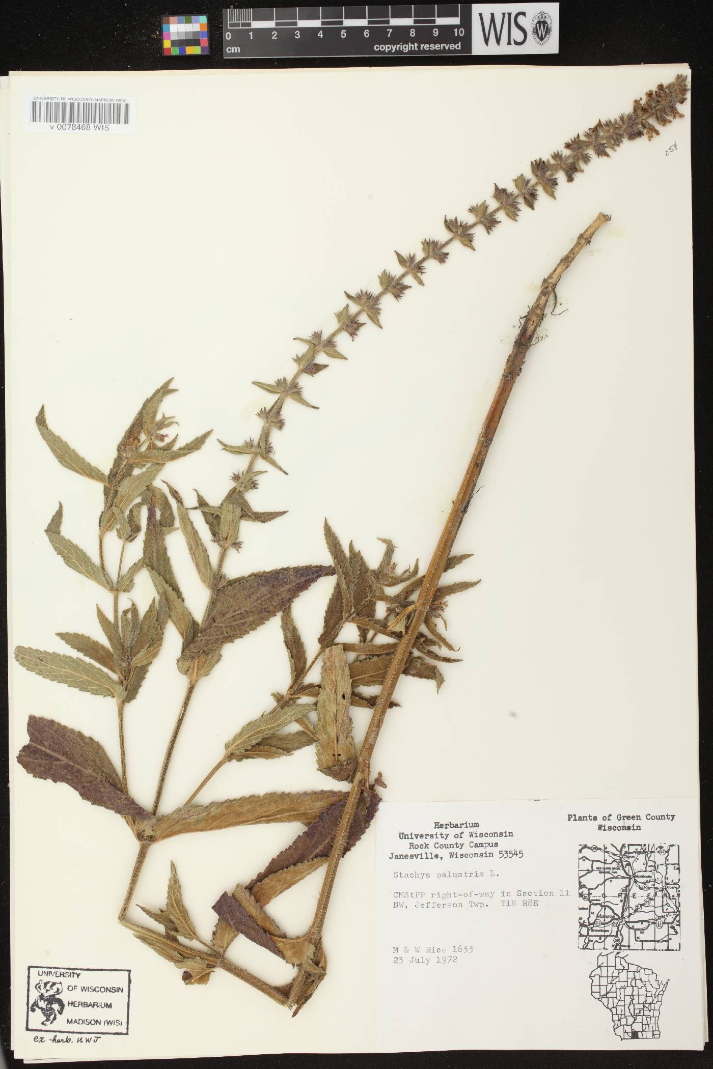 Stachys palustris image