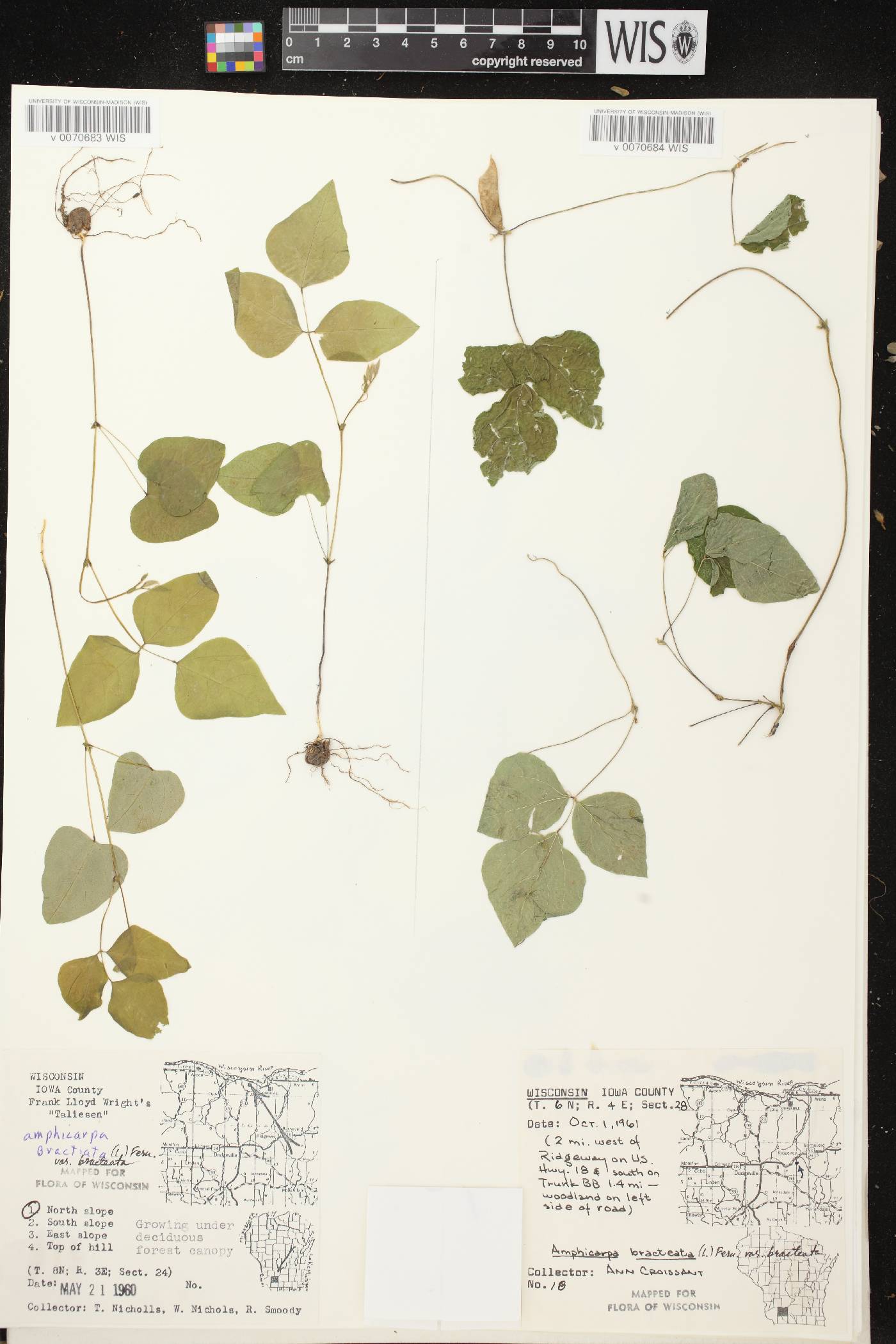 Amphicarpaea bracteata image