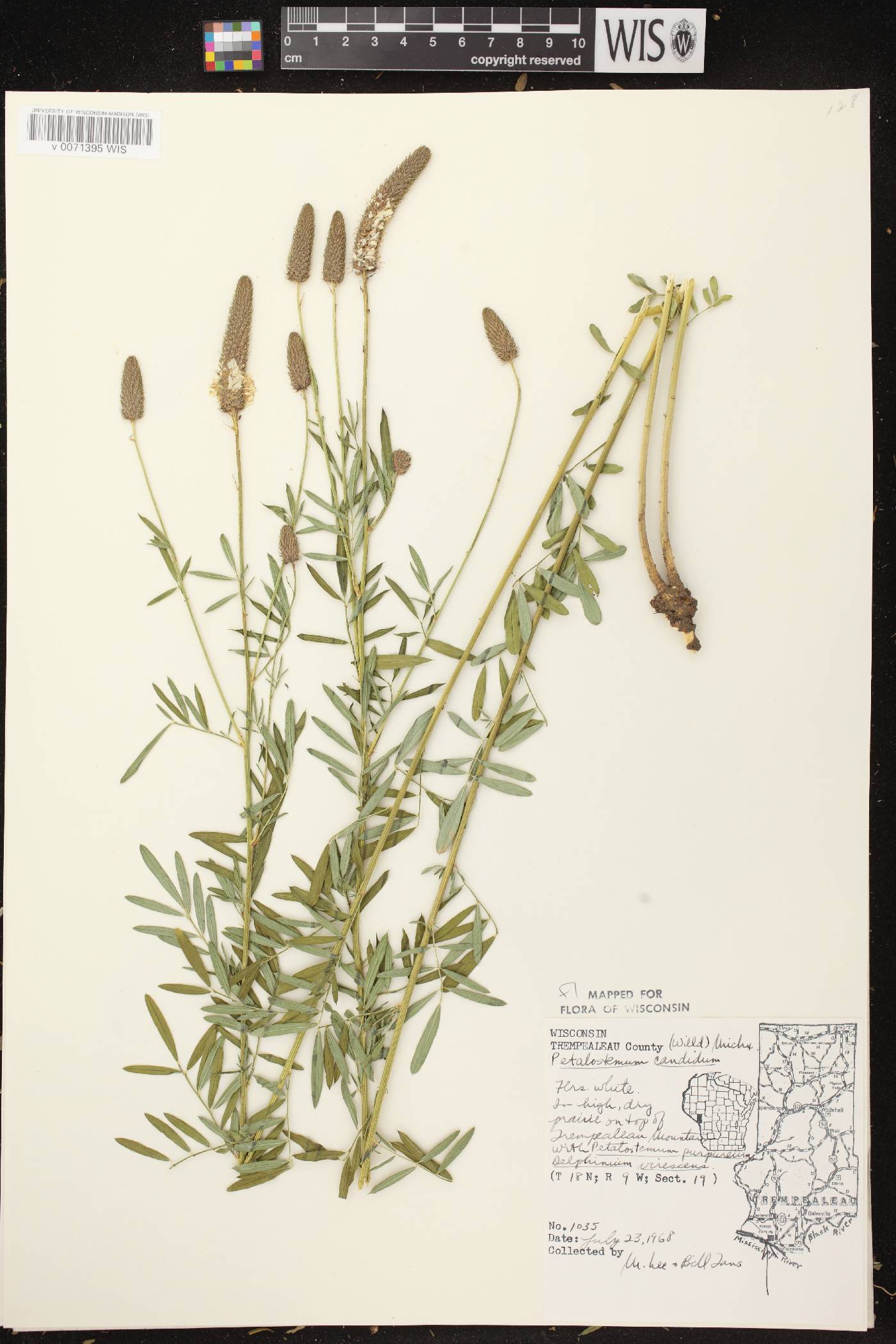 Dalea candida image