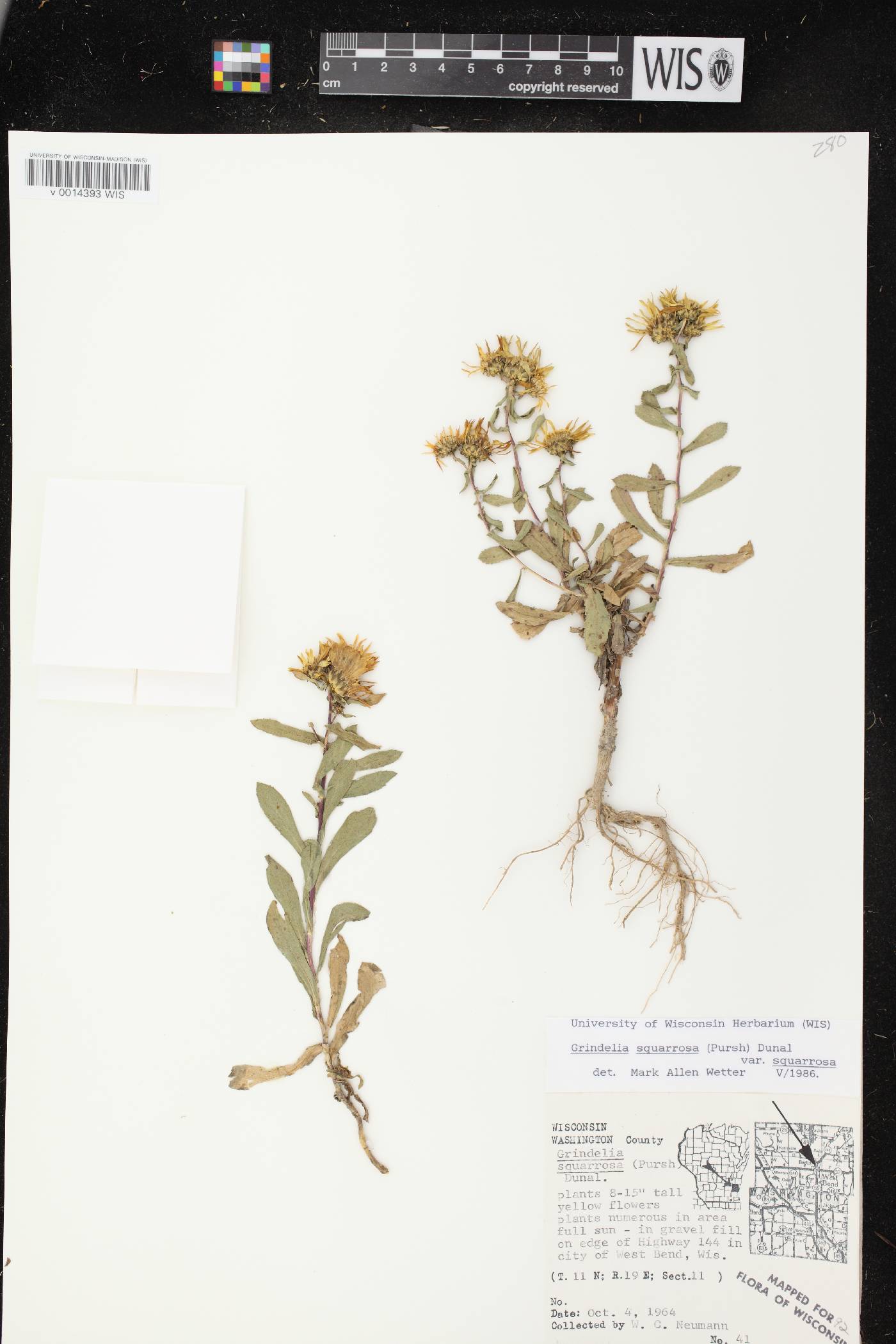 Grindelia squarrosa image
