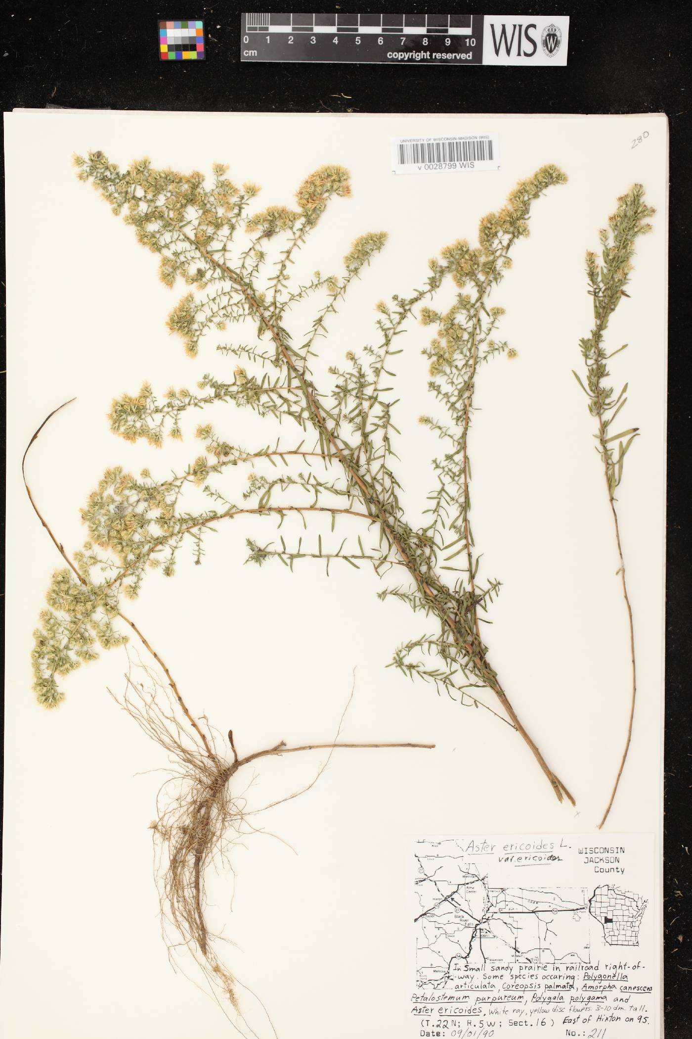 Symphyotrichum ericoides var. ericoides image
