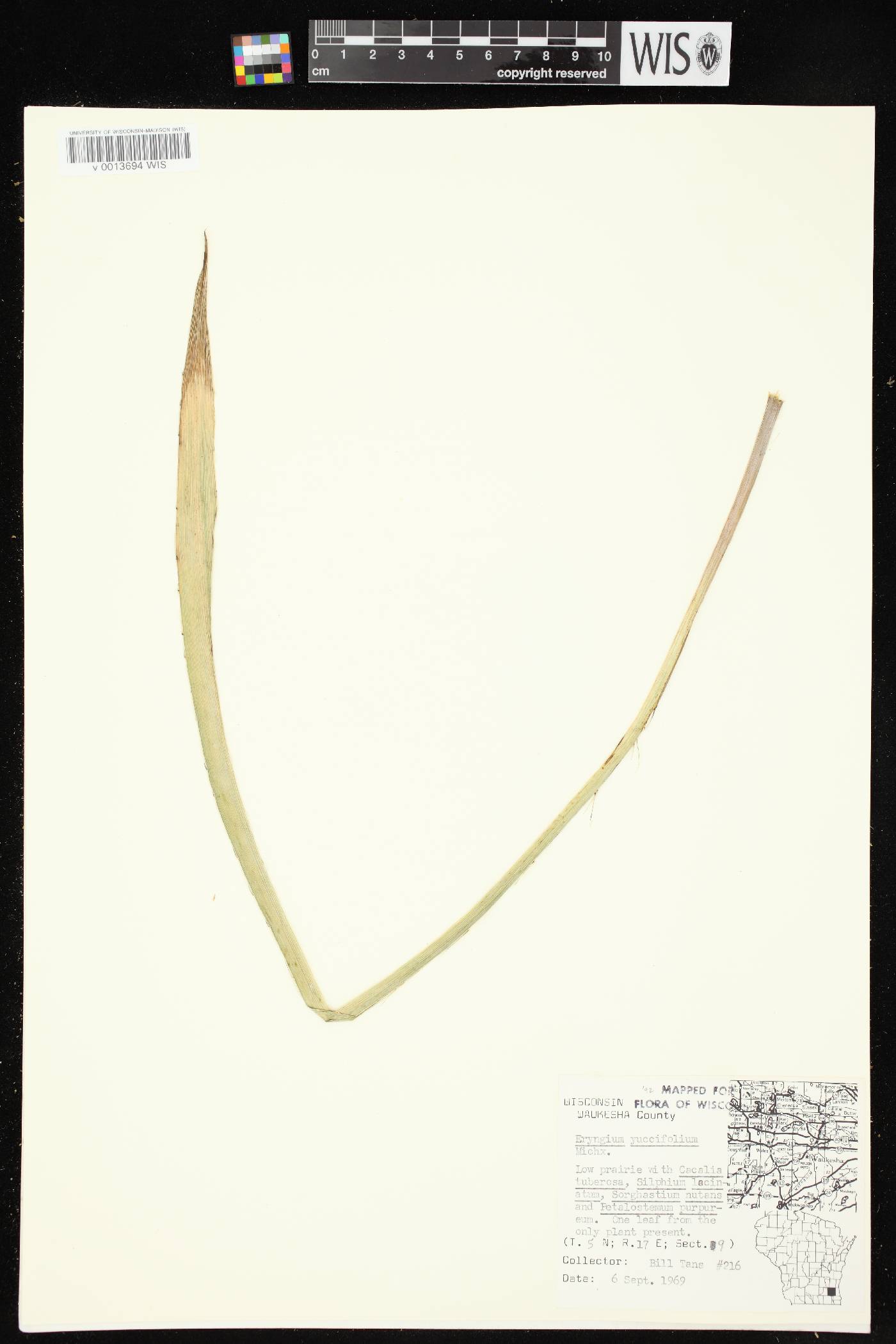 Eryngium yuccifolium image