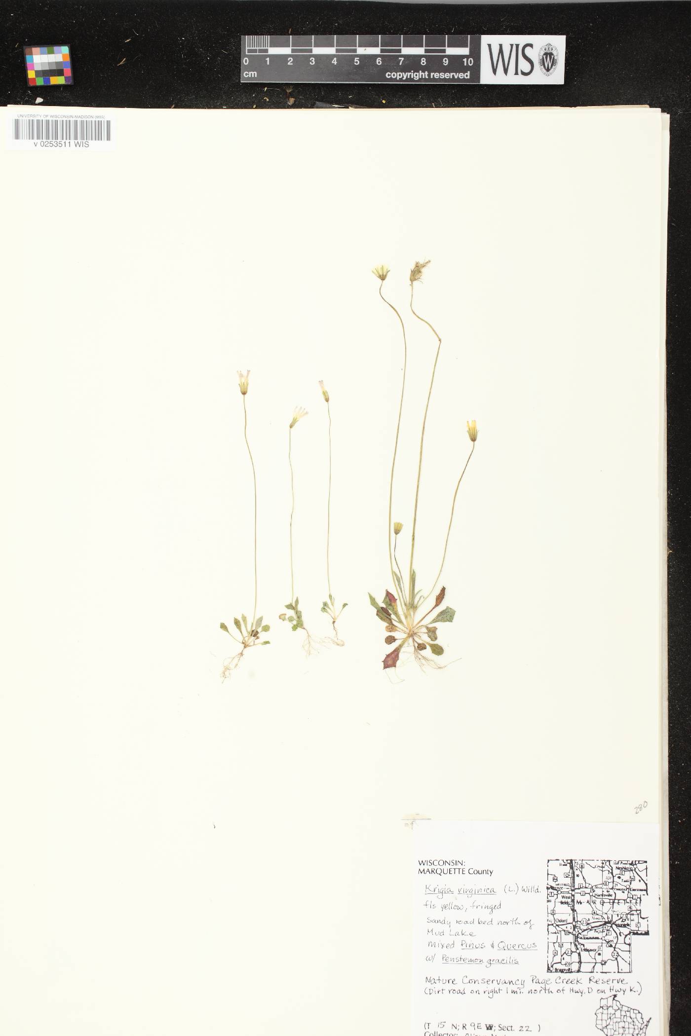 Krigia virginica image