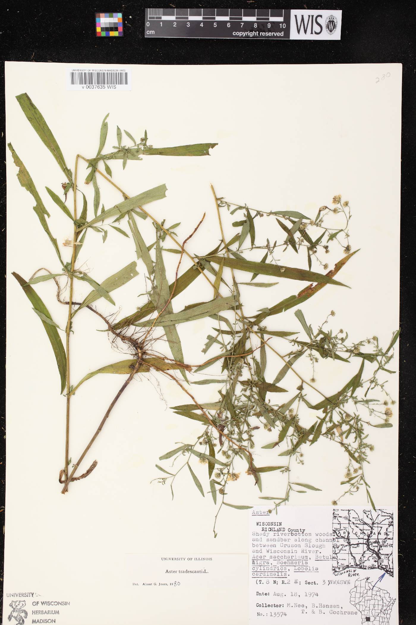 Symphyotrichum lateriflorum image