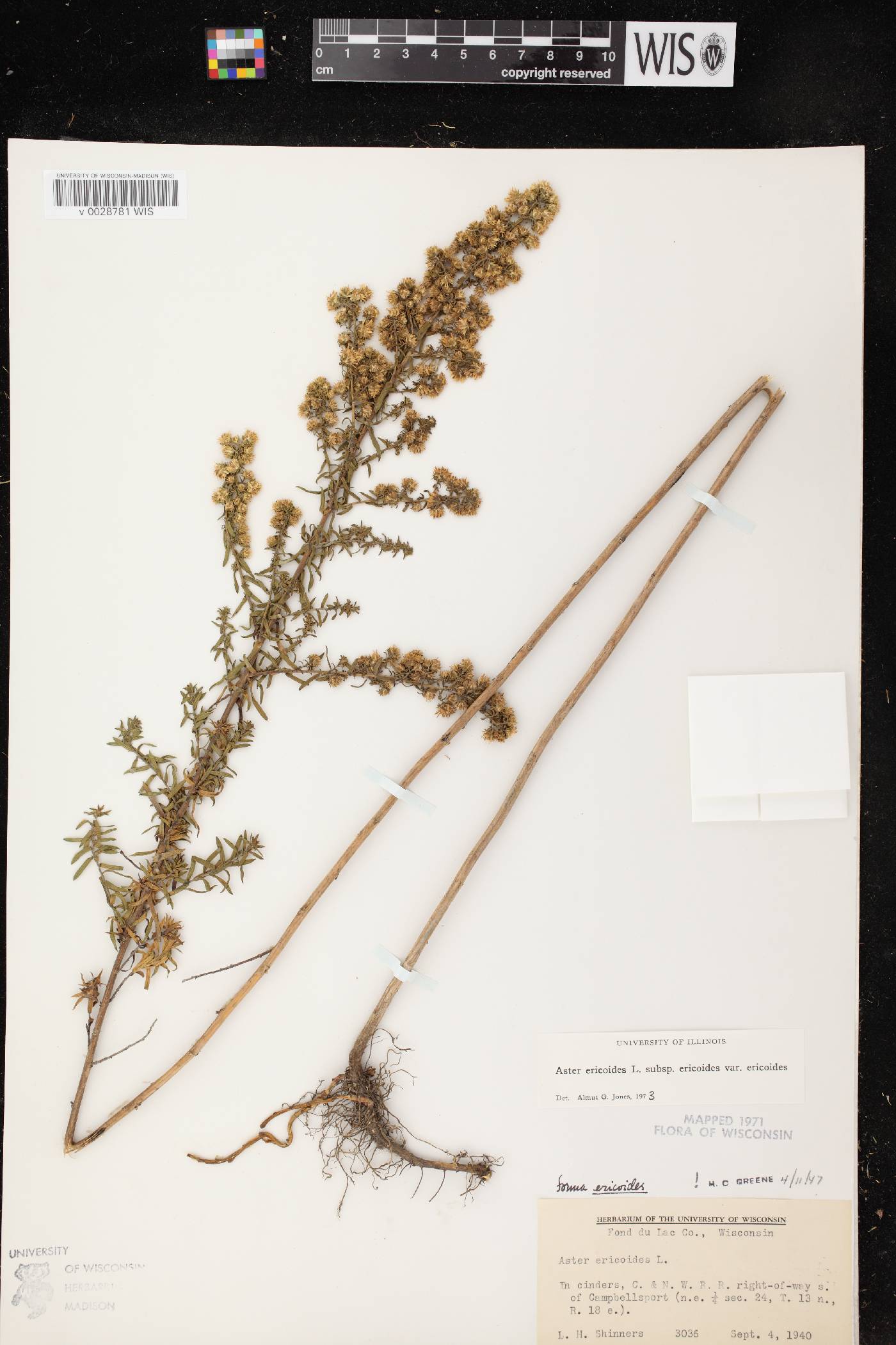 Symphyotrichum ericoides var. ericoides image
