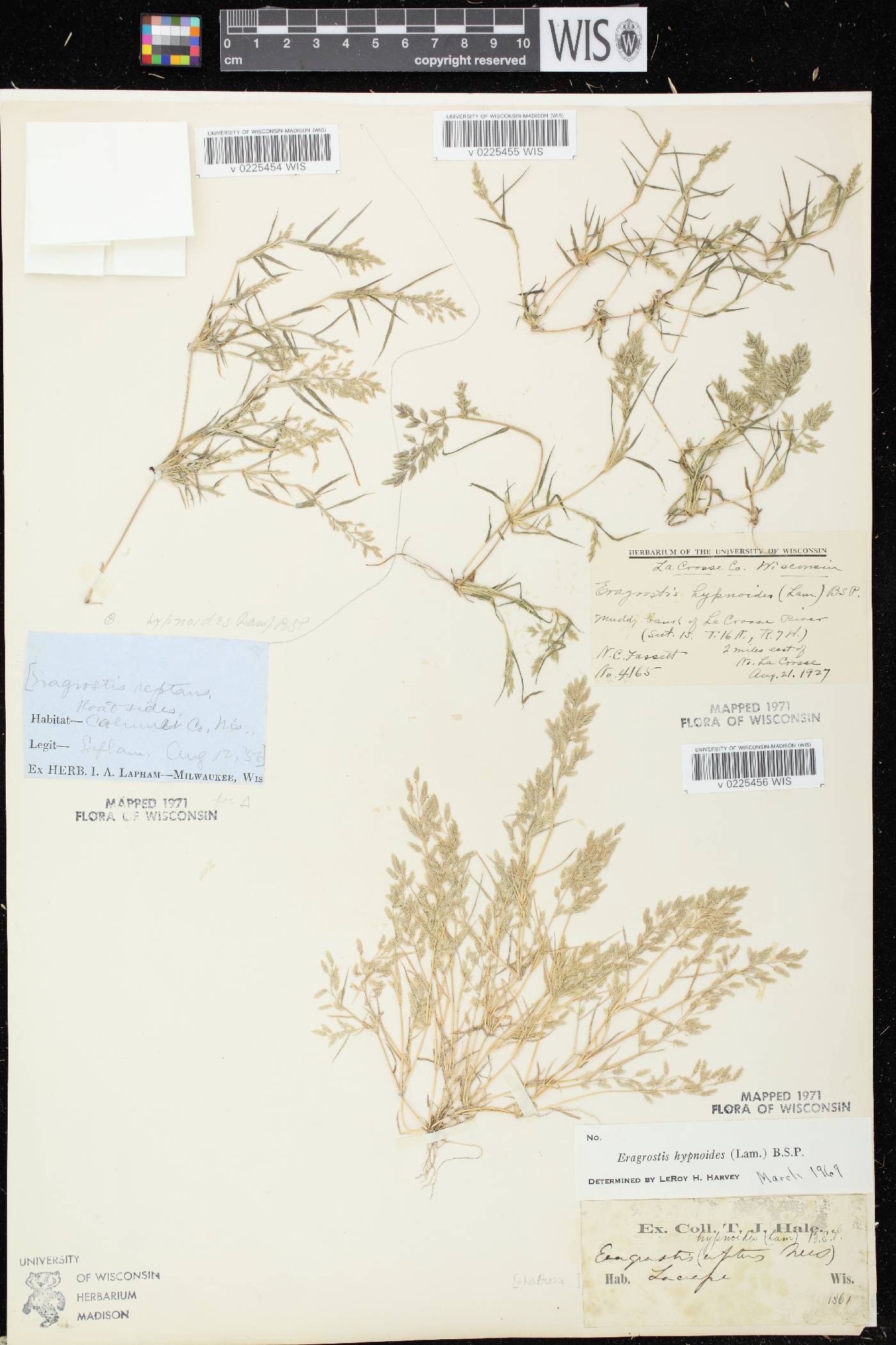 Eragrostis hypnoides image