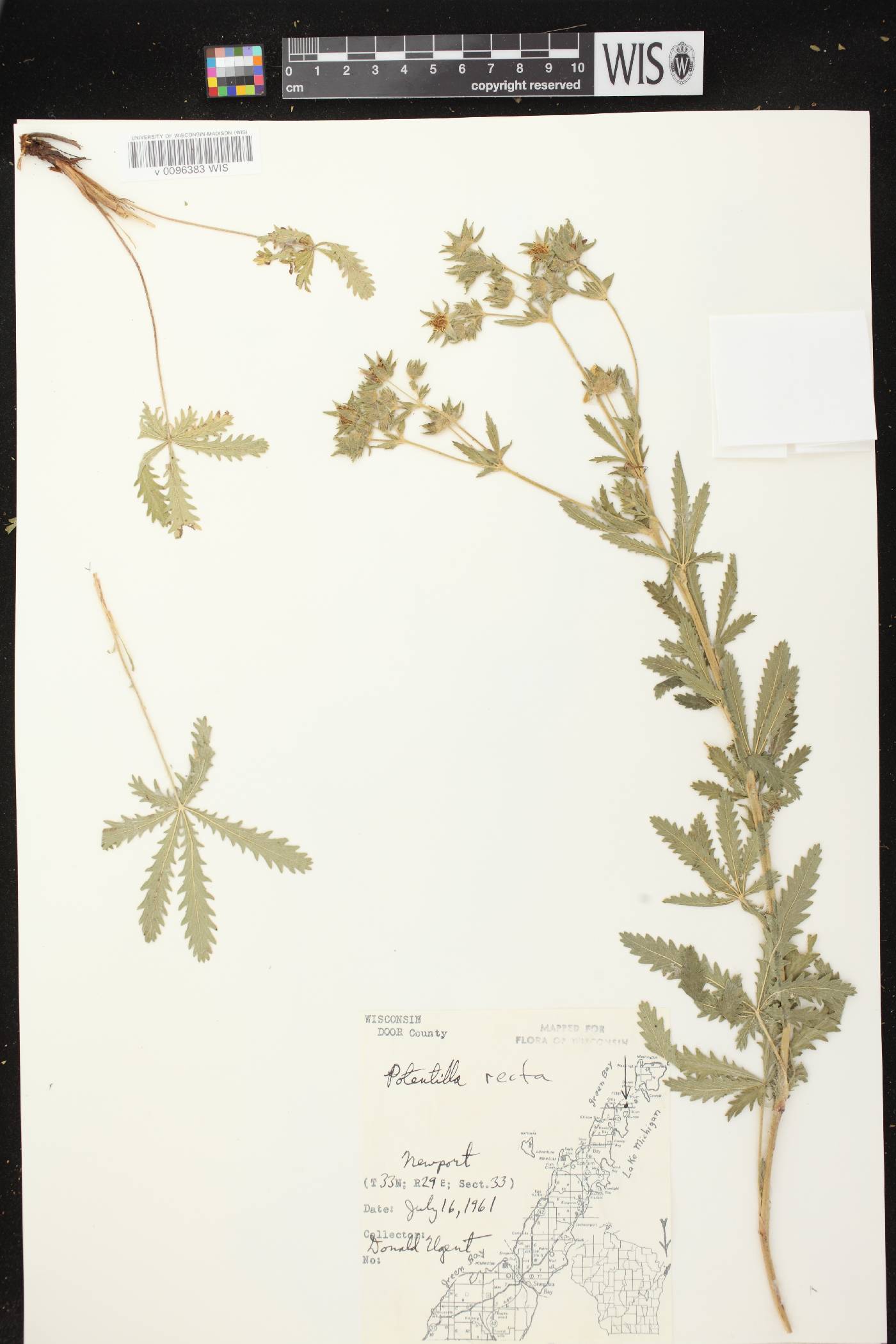 Potentilla recta image