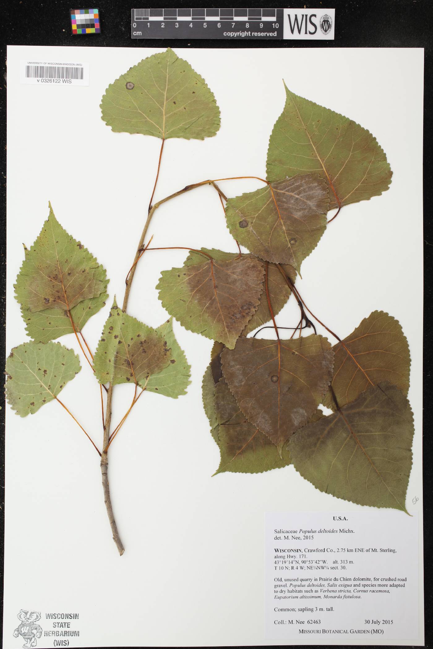 Populus deltoides image